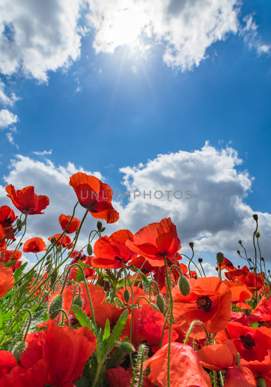 Beautiful view of red poppy meadow field with sunbeams on blue cloudy sky background