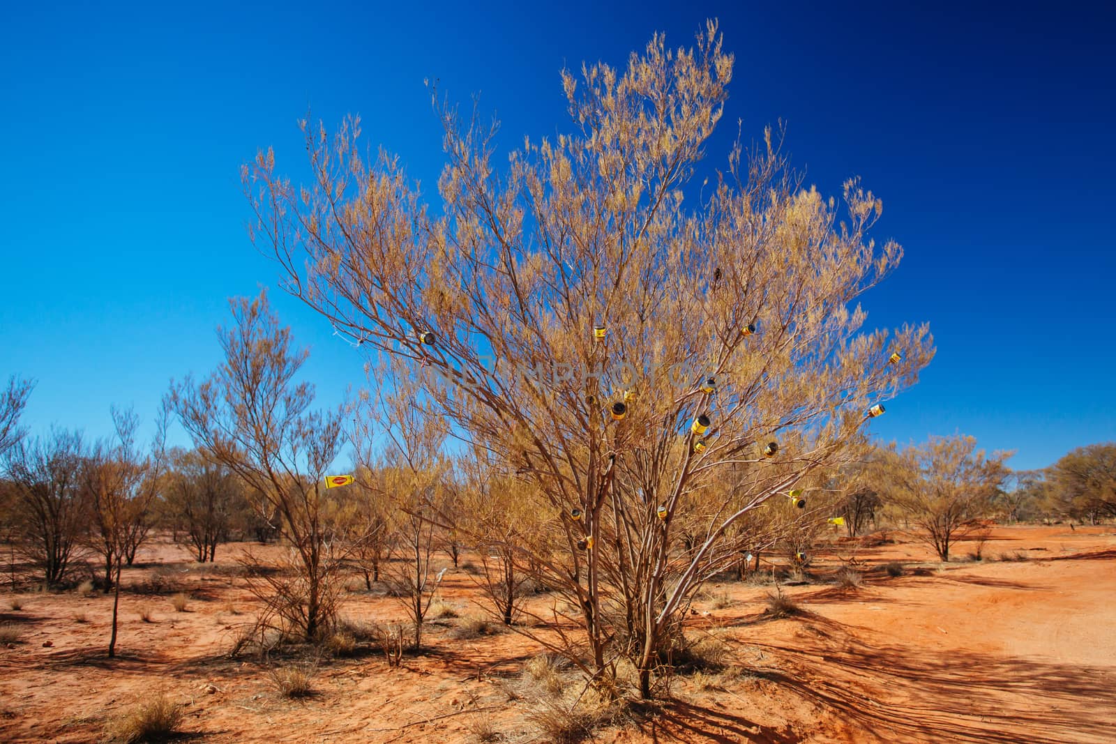 The famous Vegemite jar tree built by tourists near Erldunda on the Lasseter Hwy directing towards Uluru and Kings Canyon in the Northern Territory, Australia