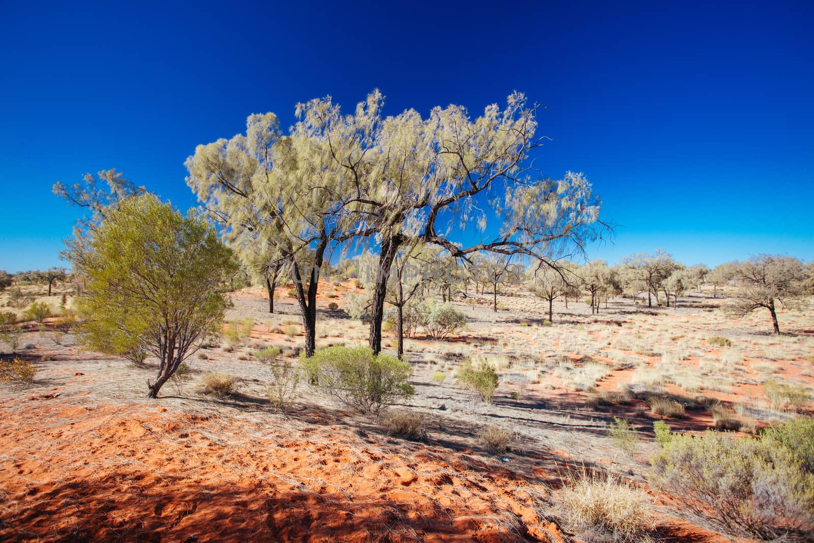 Outback landscape and red sand near Kings Canyon in the Northern Territory, Australia