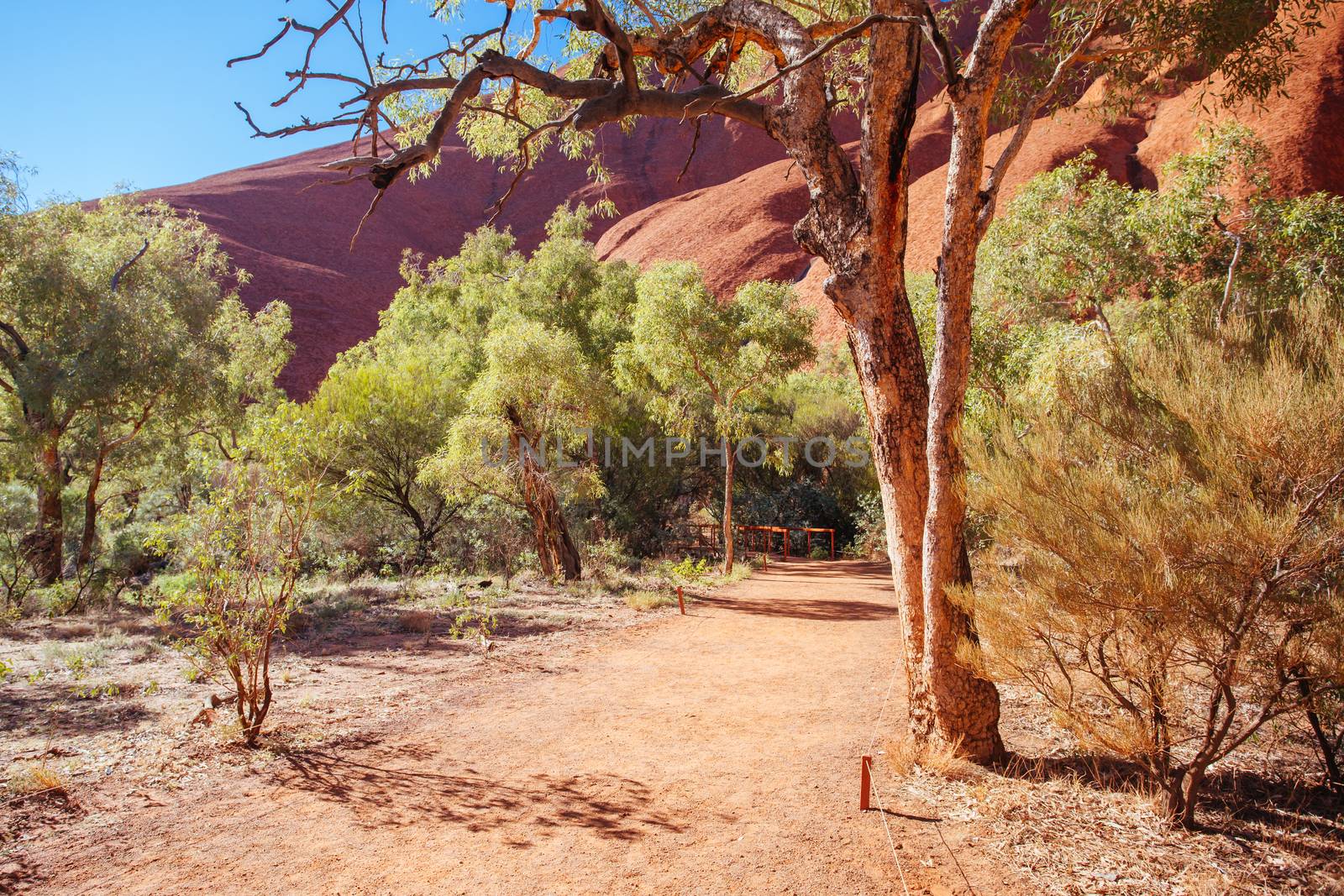 Uluru rock detail with surrounding vegetation on a clear winter's morning in the Northern Territory, Australia