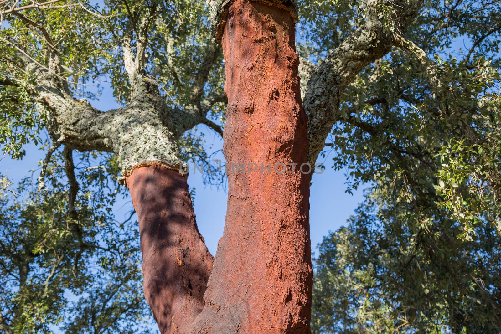 Portuguese cork oak (Quercus suber) Alentejo, Portugal