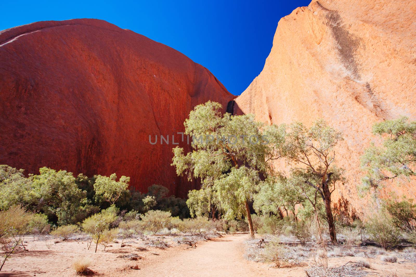 Uluru rock detail with surrounding vegetation on a clear winter's morning in the Northern Territory, Australia