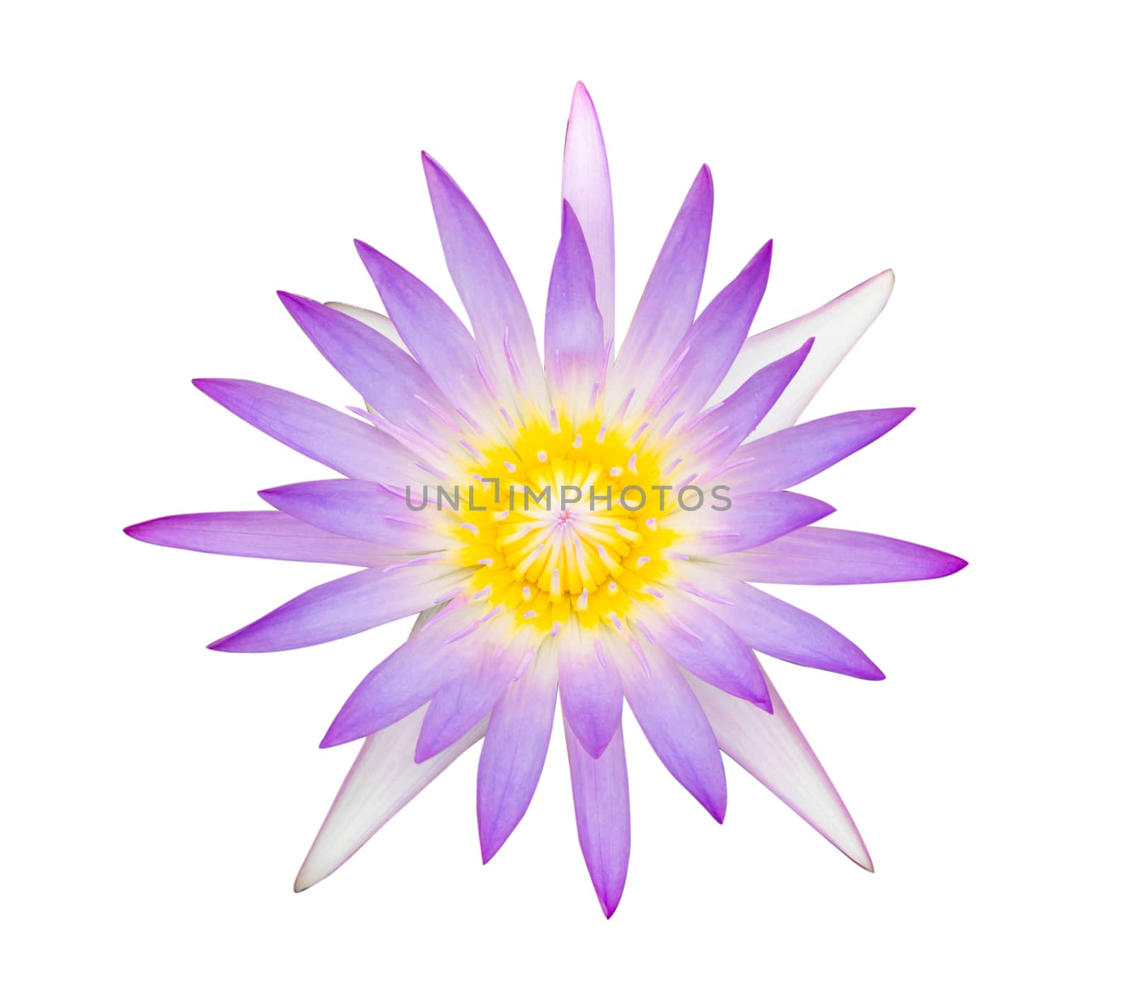 Closeup purple lotus flower plant isolated on white background