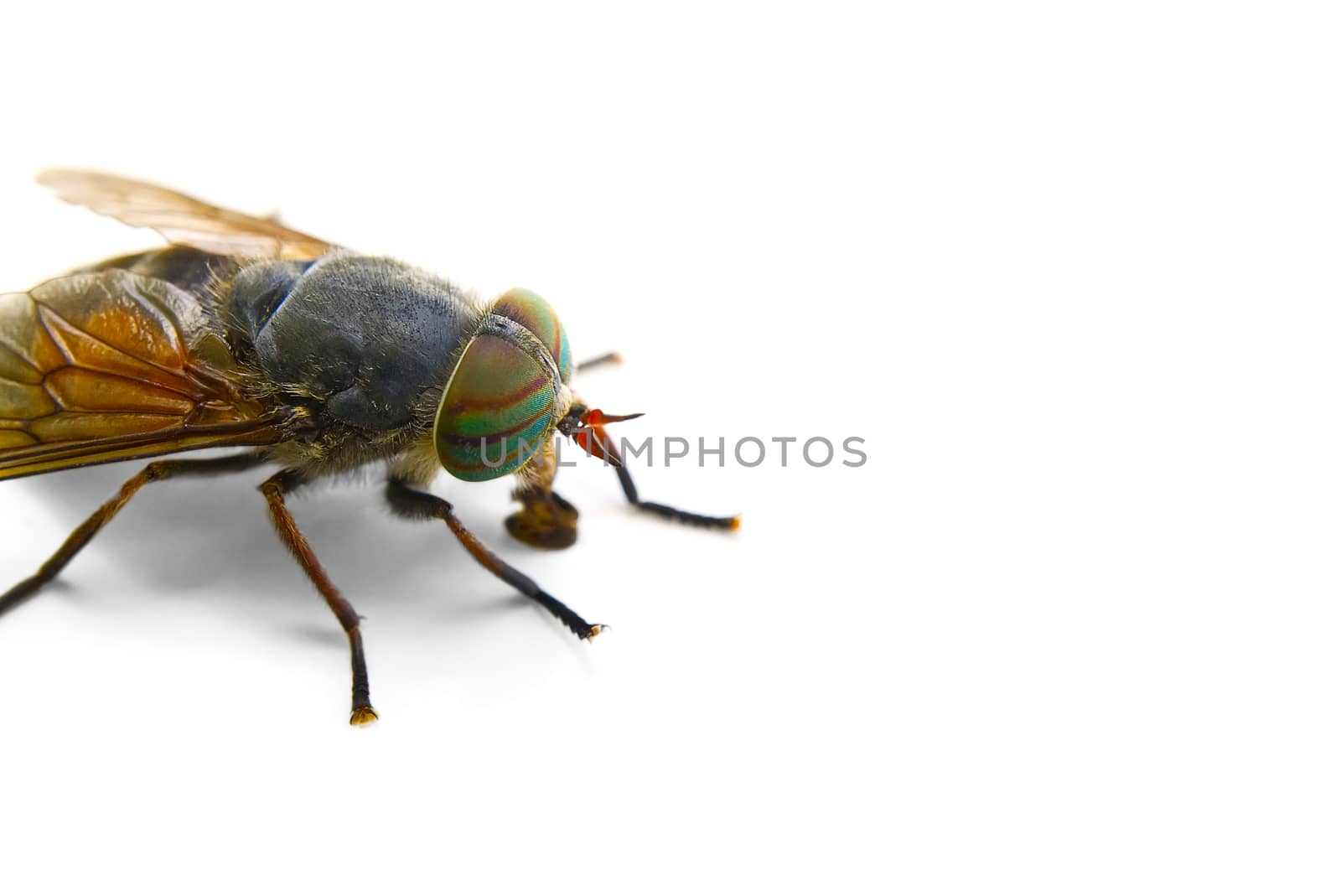 macro shoot of Big gadfly isolated on a white background