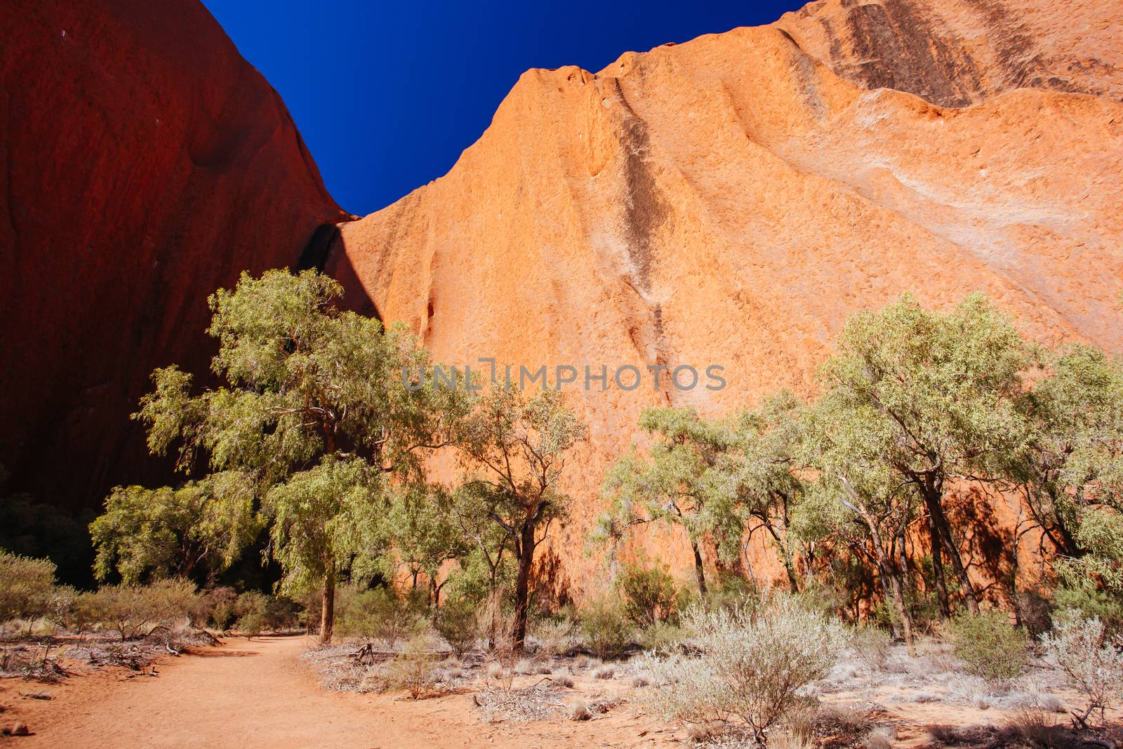 Uluru rock detail with surrounding vegetation on a clear winter's morning in the Northern Territory, Australia