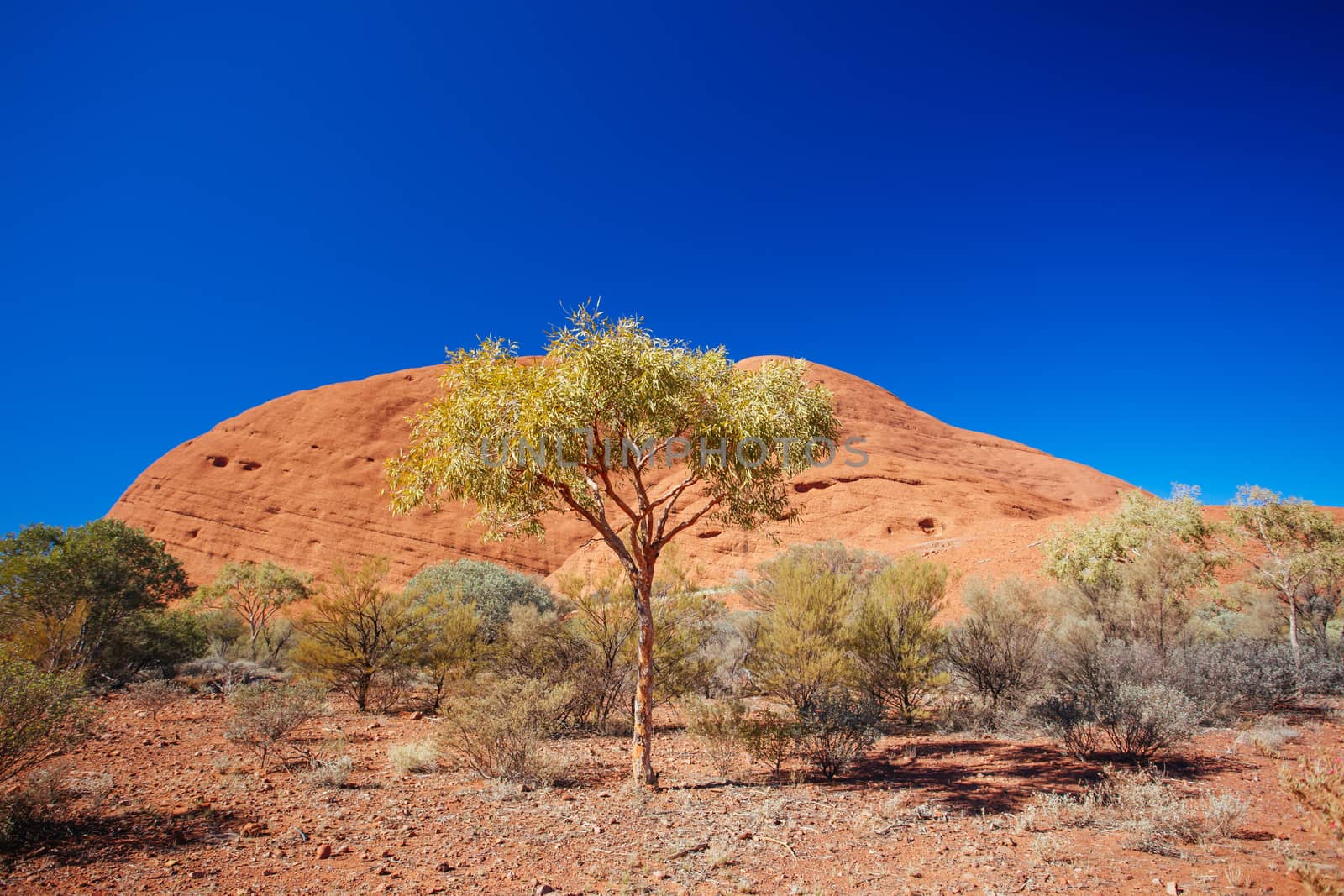 The Olgas (Kata-Tjuta) near the Valley of the Winds walk in the Northern Territory, Australia