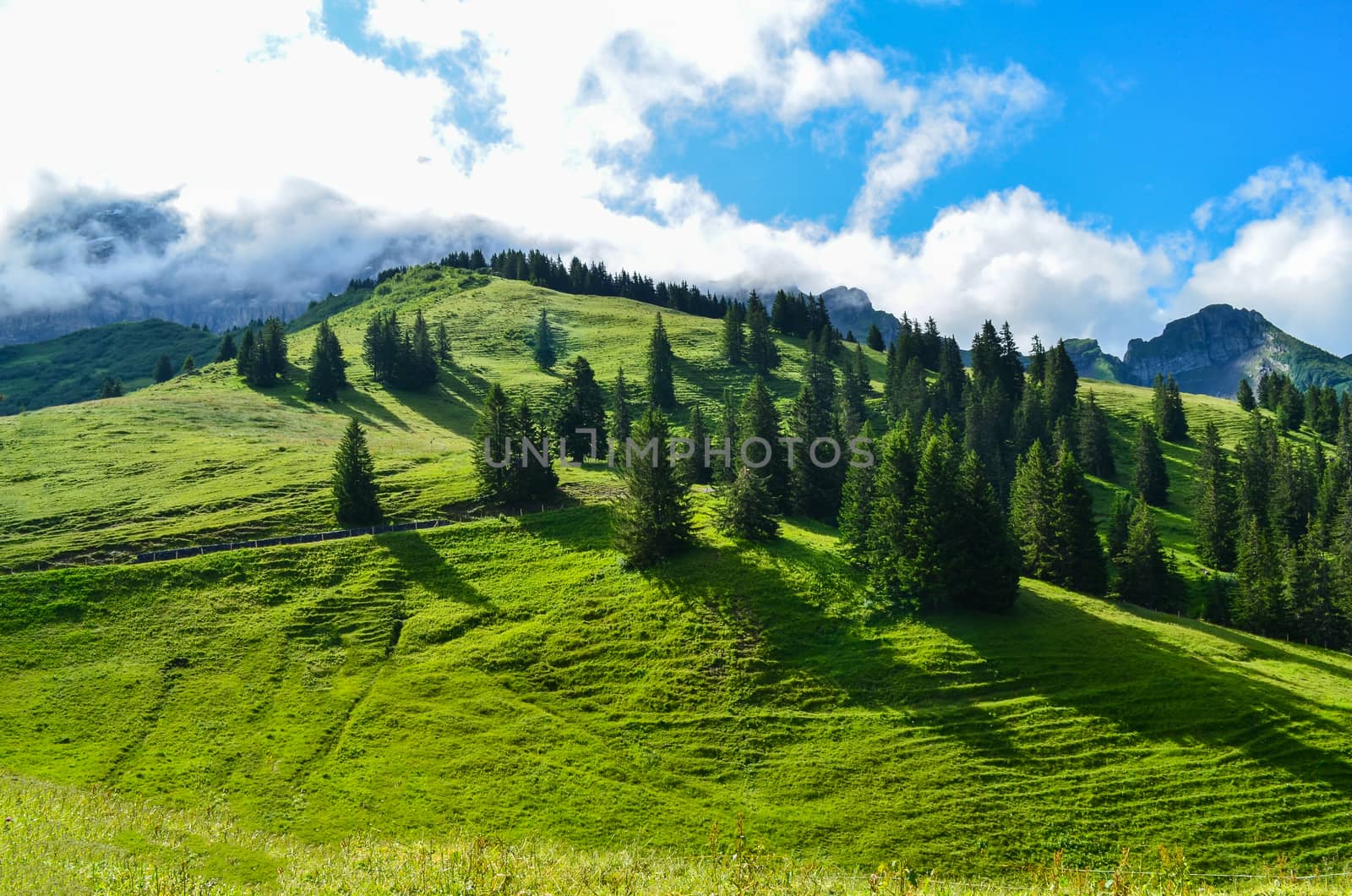 Many trees in the forest Switzerland has super green and plentiful in winter.