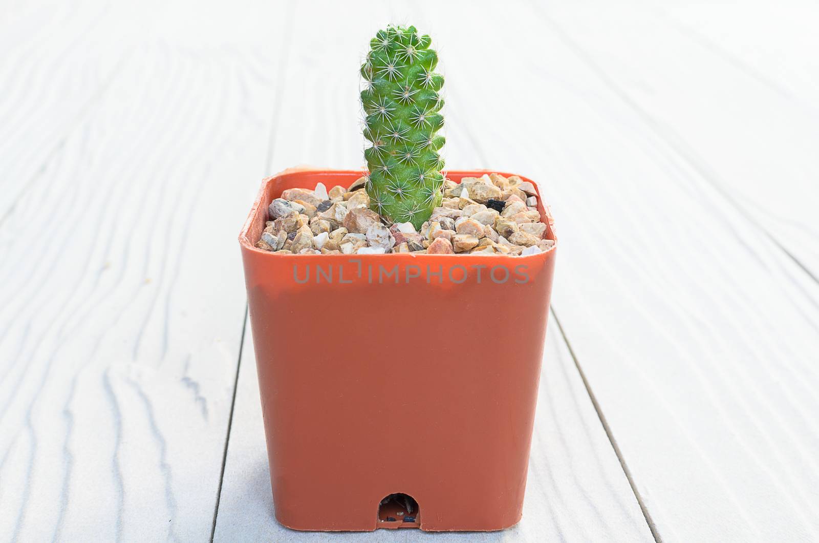 Cactus has growing up on Vintage Wood Background Texture