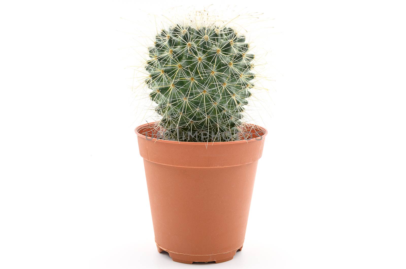 A Cactus on white isolated.