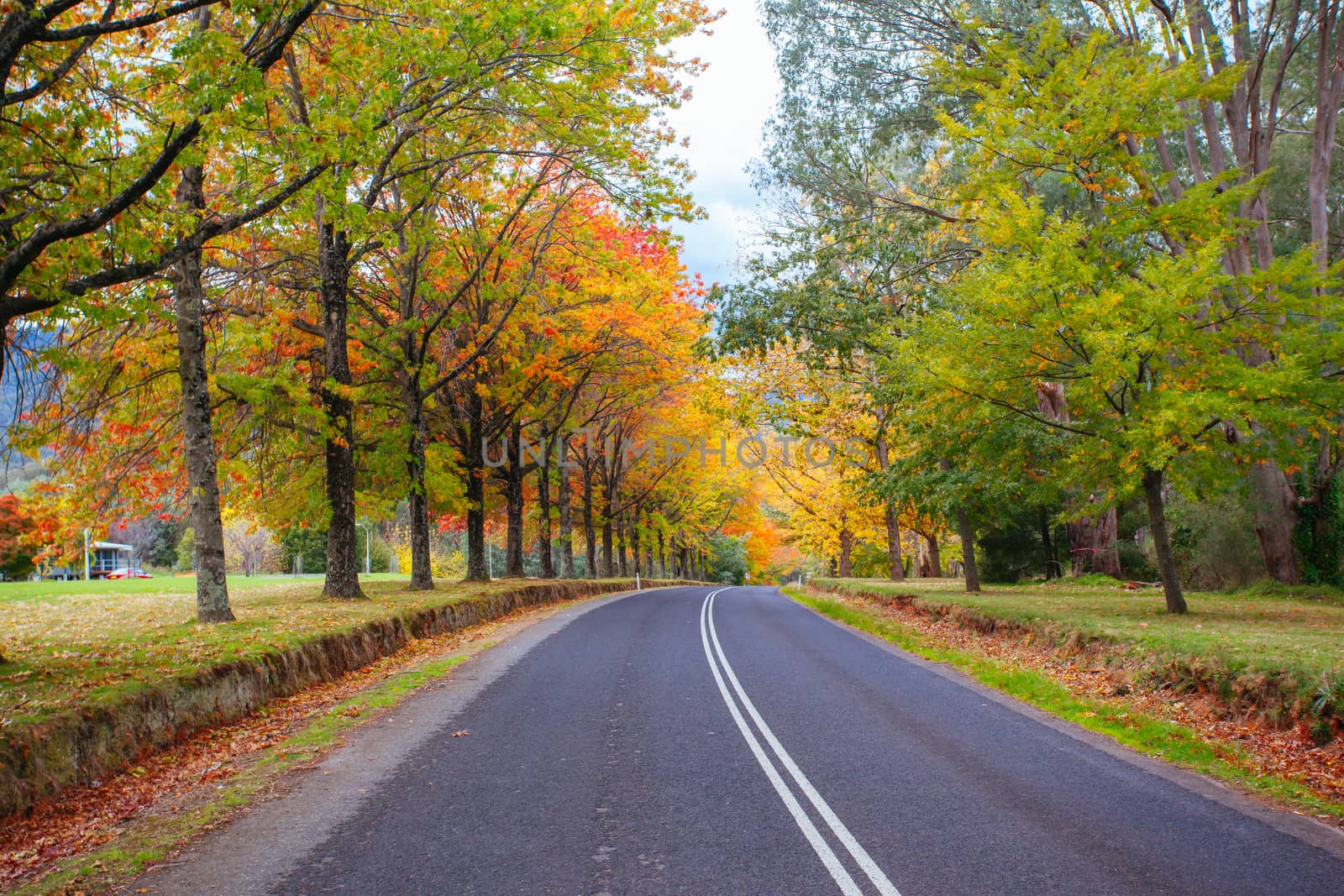 Alpine Way running thru Khancoban in autumn, with brilliant colour trees in New South Wales Australia