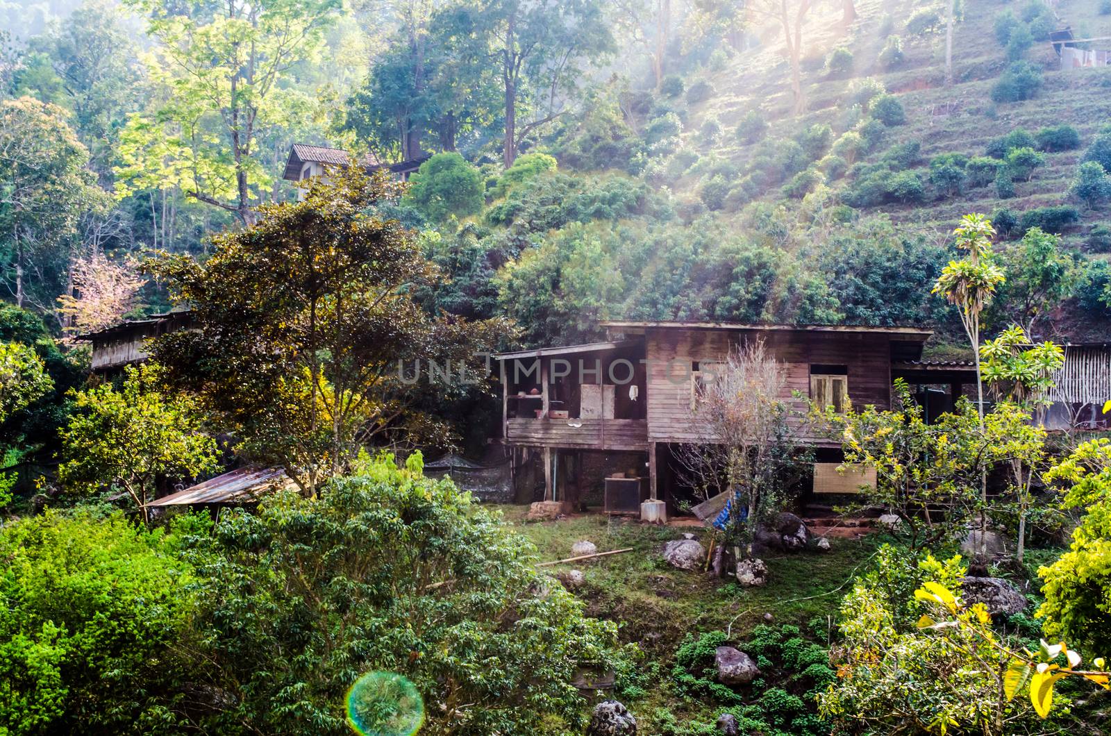 A wood house has alone in the mountain and forest under the sunrise on vacation time and holiday at Chaing Mai Thailand.