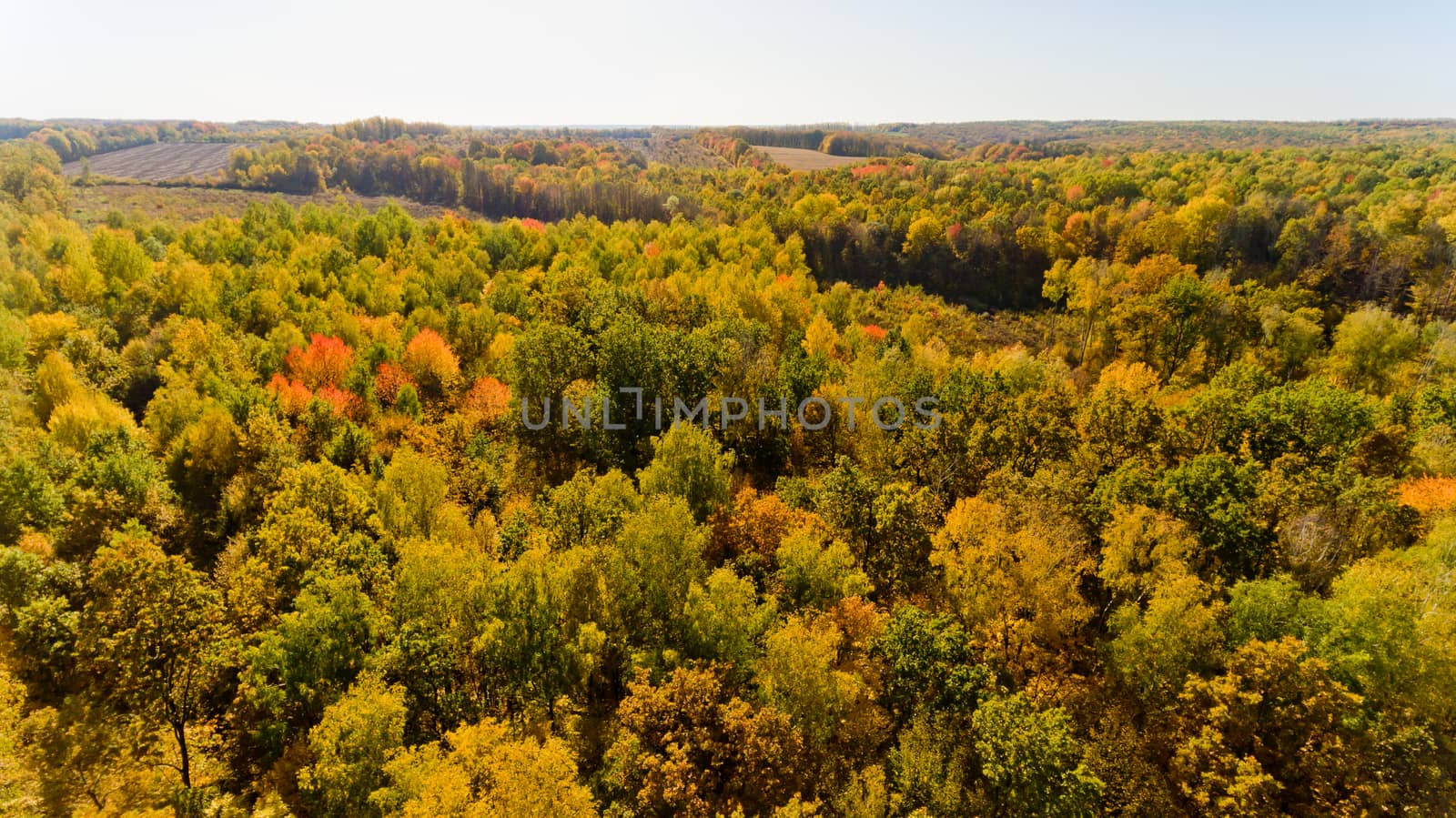 Aerial view of the colorful autumn forest. by leonik