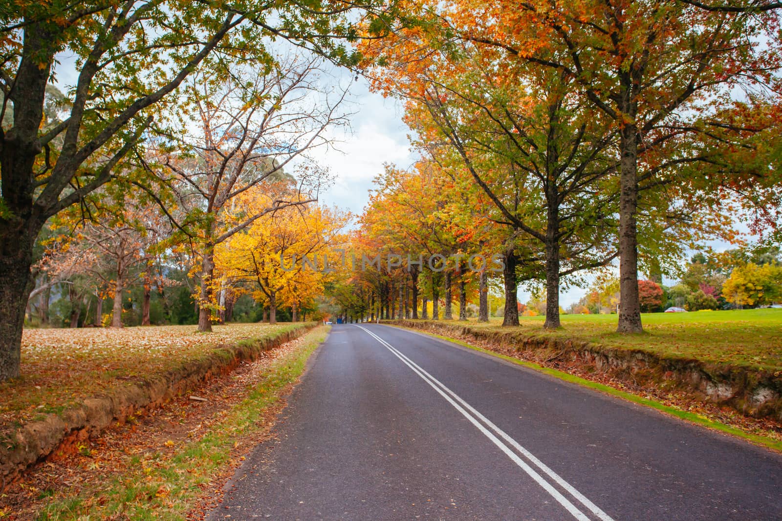 Alpine Way running thru Khancoban in autumn, with brilliant colour trees in New South Wales Australia