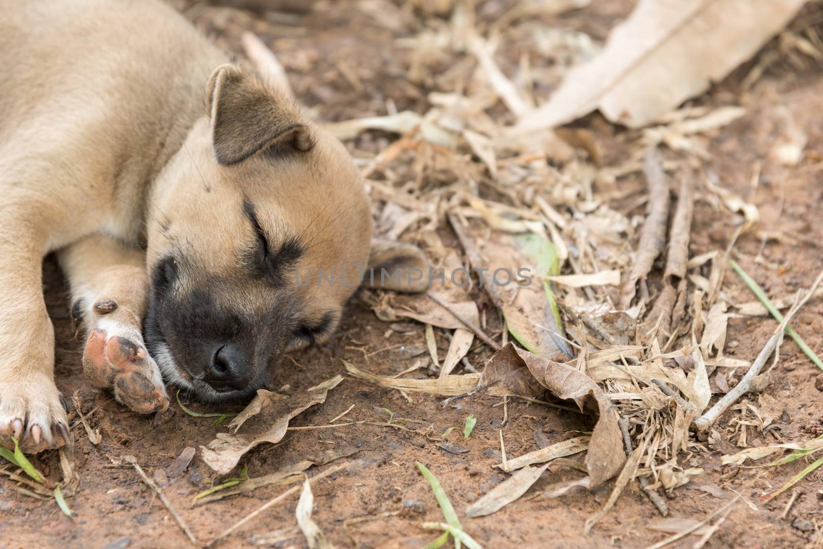 Dog has sleeping on the ground in the forest.