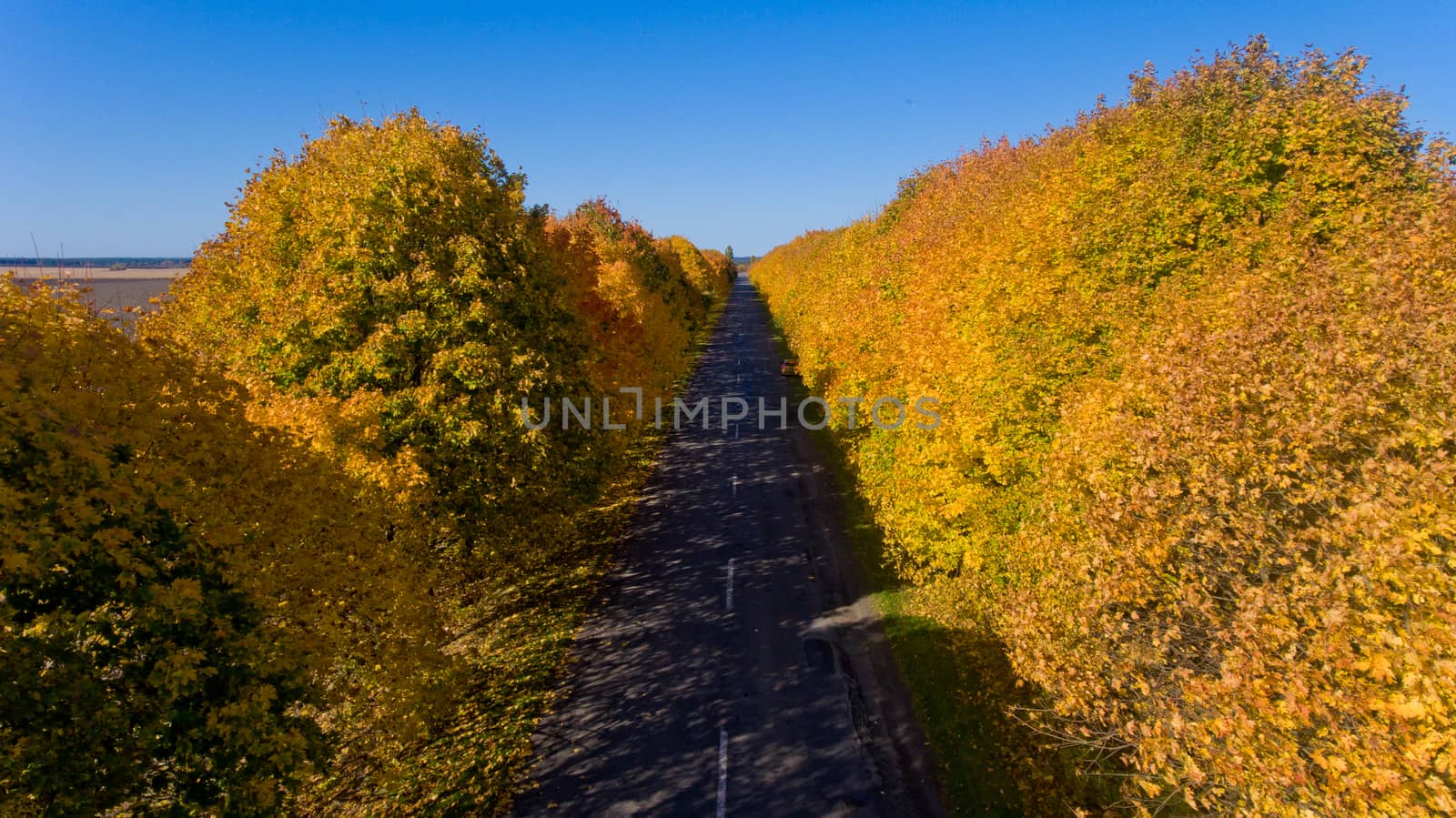 Pathway between colorful autumn trees. Aerial view.