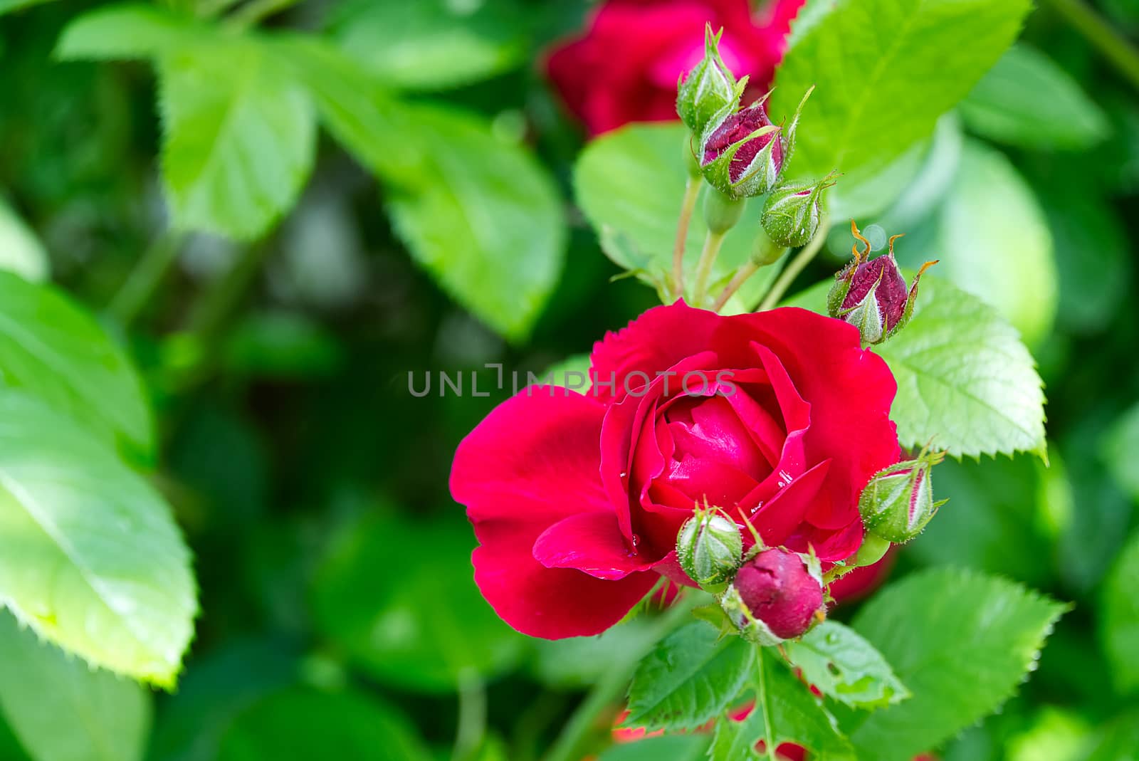 Rose bush in bloom at natural outdoor garden