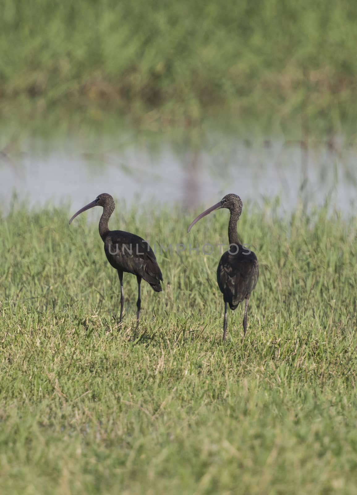 Pair of juvenile glossy ibis Plegadis falcinellus wild bird stood on river bank marshland with grass reeds in foreground