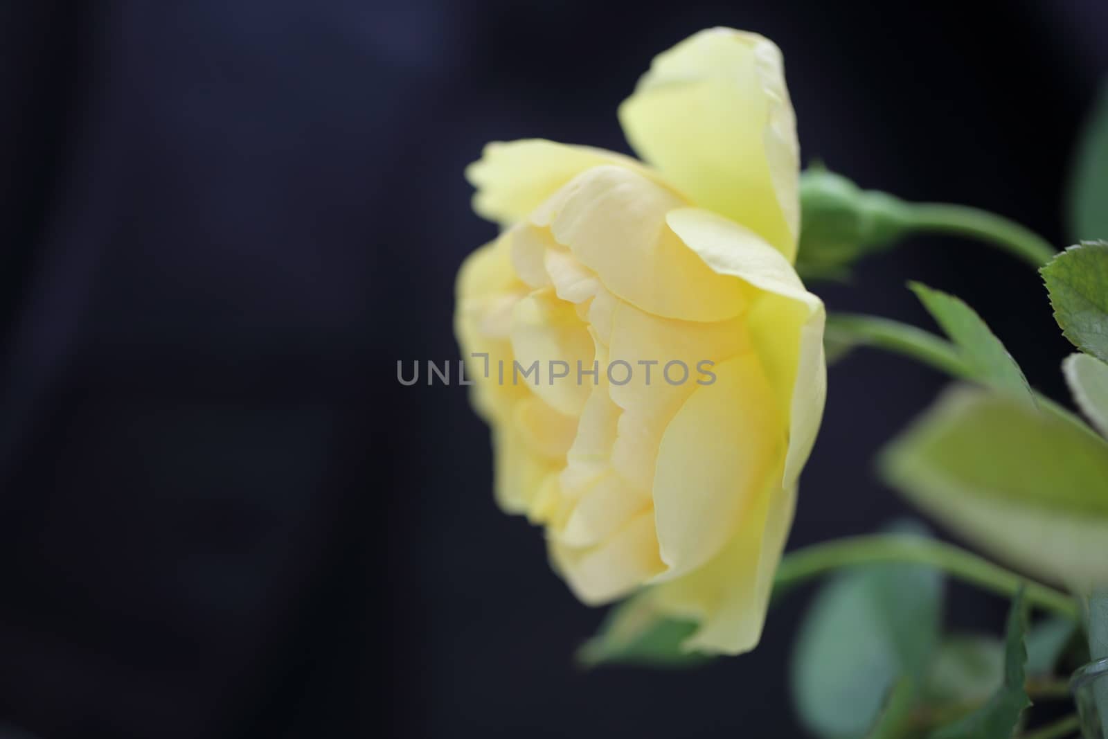 Rose flower in close up by piyato