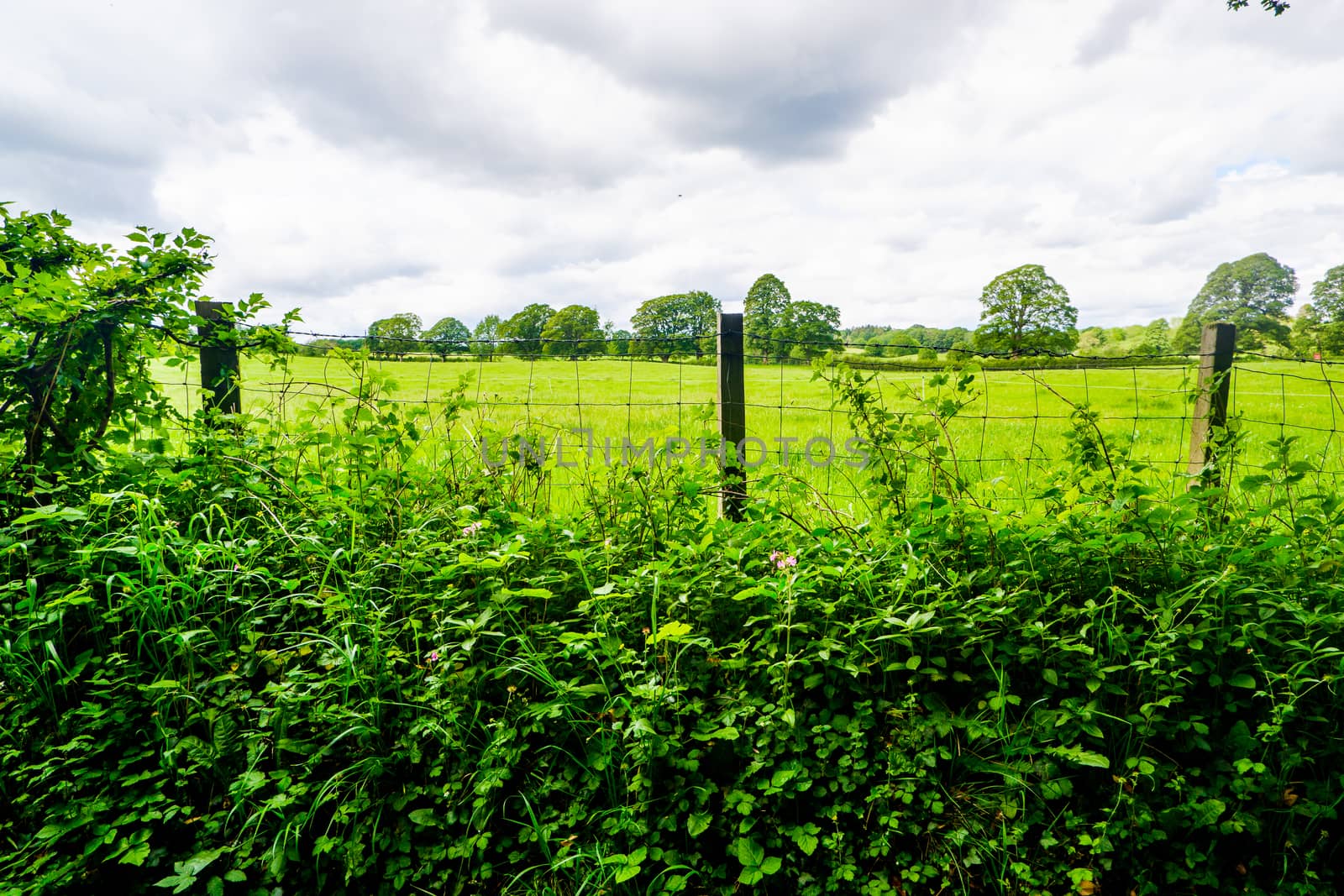 wire fence and hedge enclosing farmland at Sedgwick by paddythegolfer