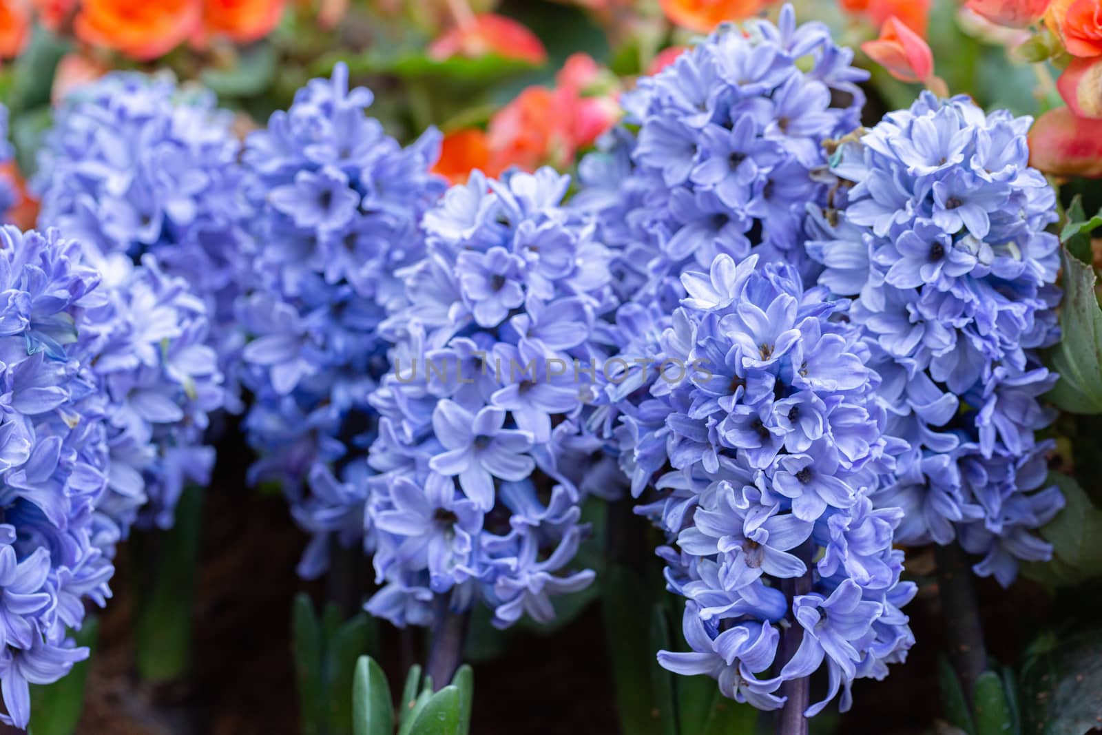 Hyacinth flower in garden at sunny summer or spring day for postcard beauty decoration and agriculture design.