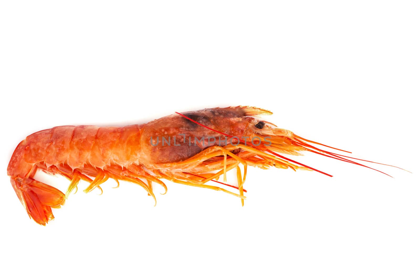 One raw shrimp langostino isolated on white background