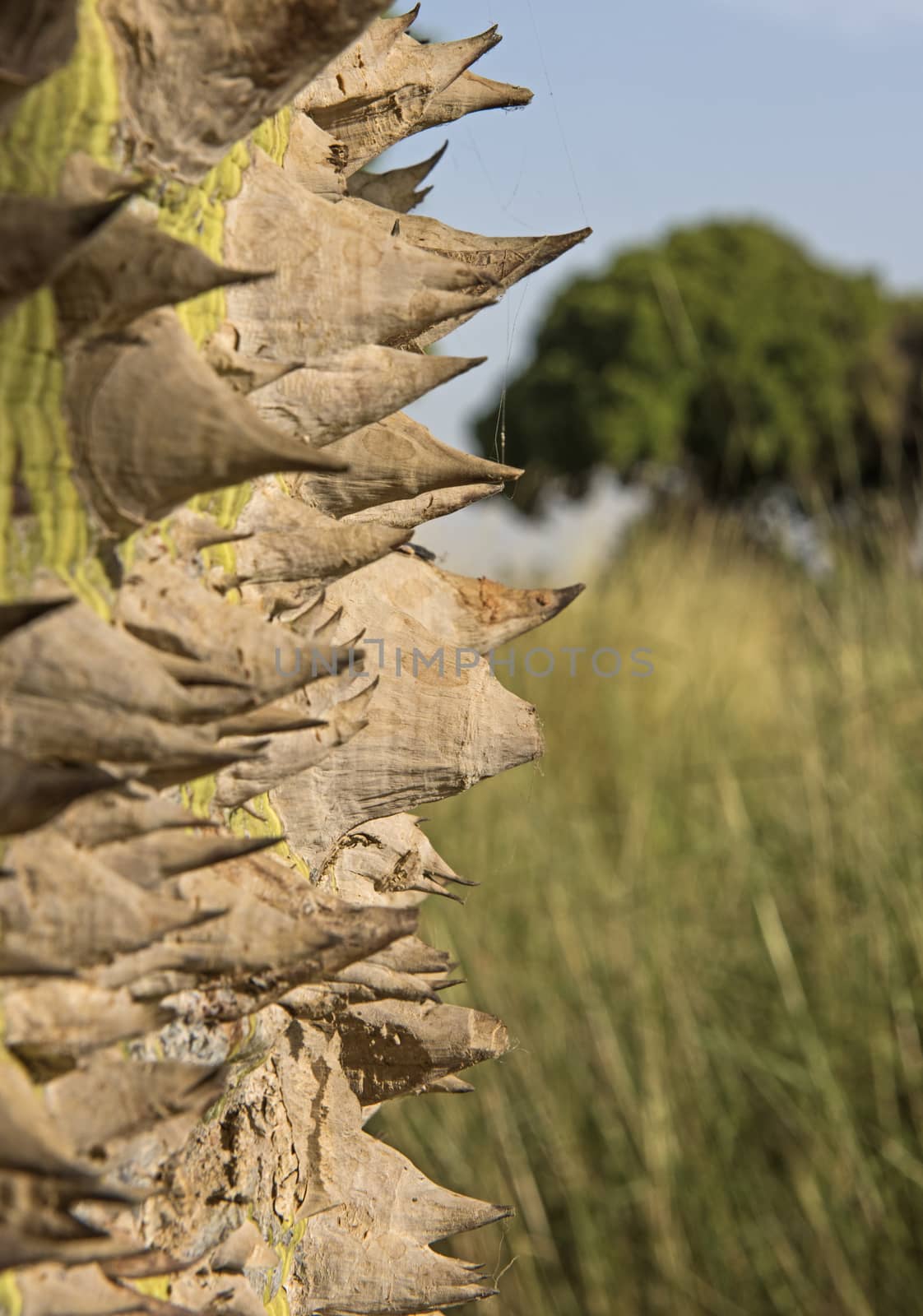 Closeup detail of silk floss tree trunk with thorns by paulvinten