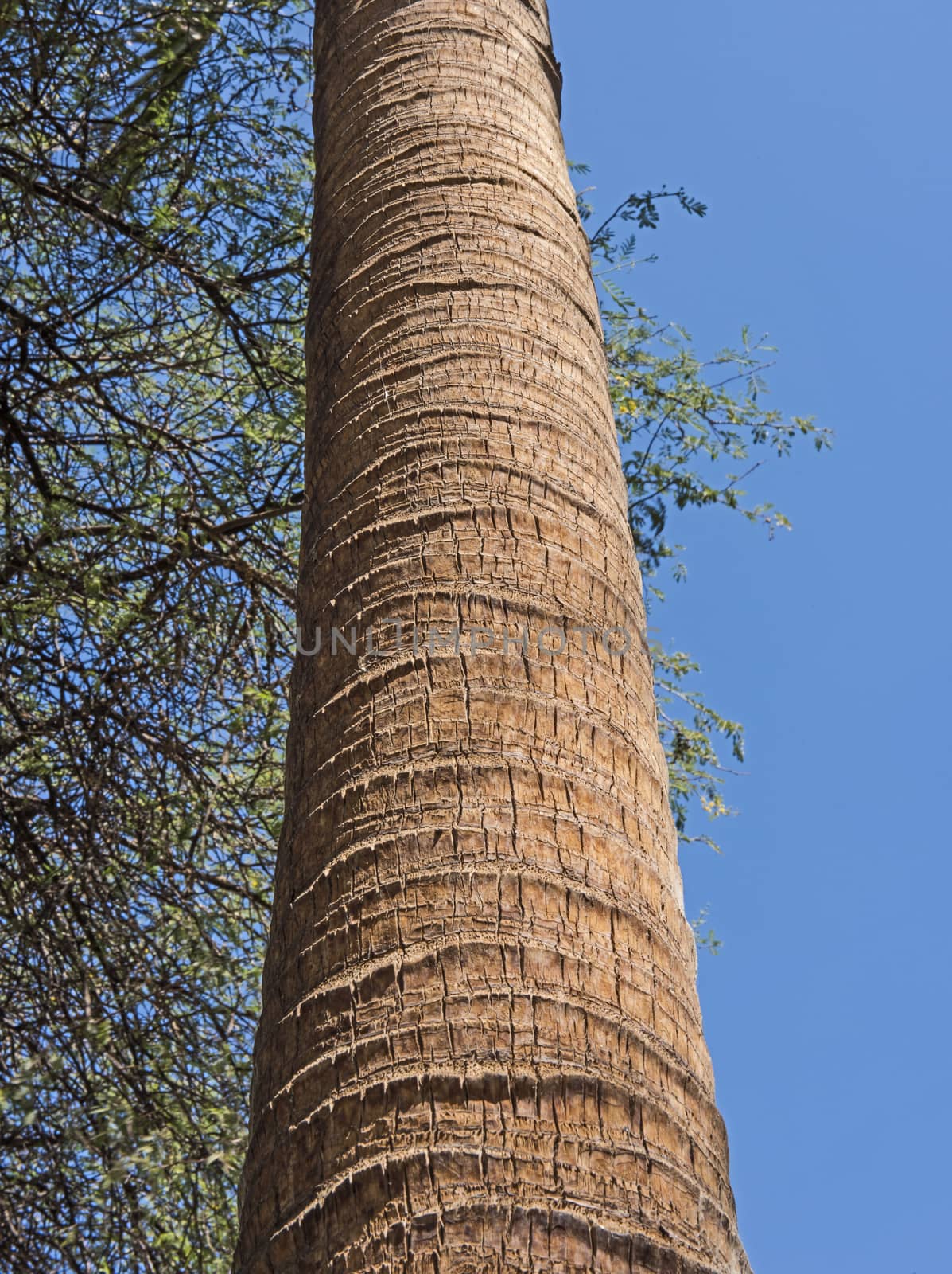 Closeup of vertical date palm tree trunk by paulvinten