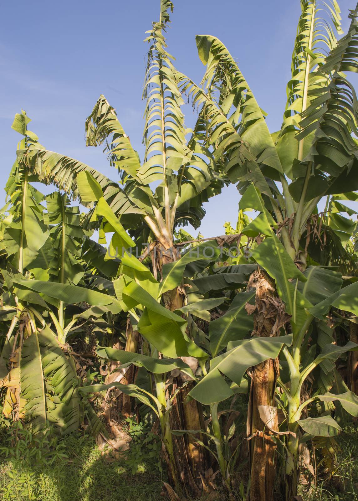 Dense vegetation of banana plants musa acuminata in tropical agricultural farm plantation