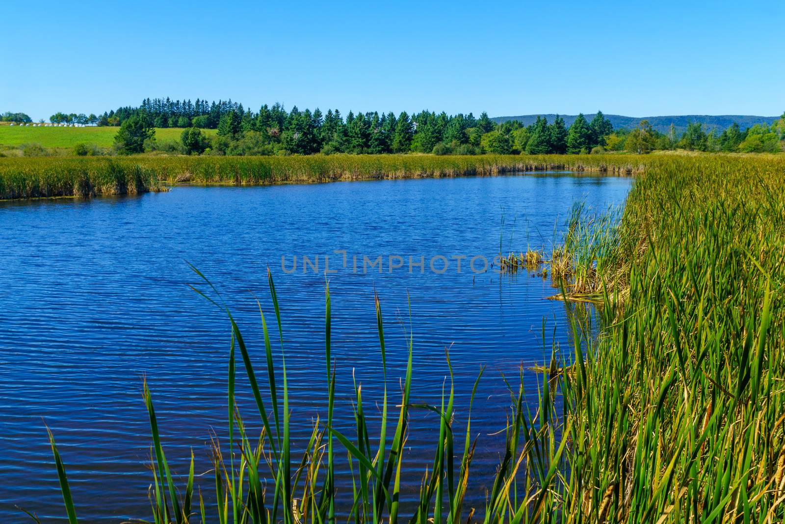 Marshland view in Harvey, New Brunswick, Canada