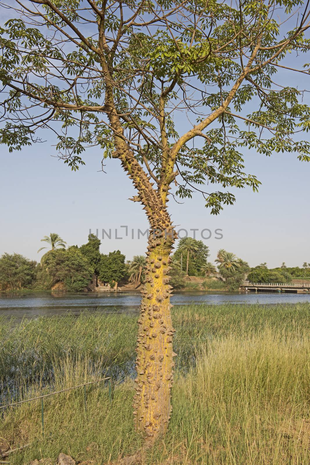 Silk floss tree ceiba speciosa with spiky thorns and leafy canopy growing in meadow on bank of large african river landscape