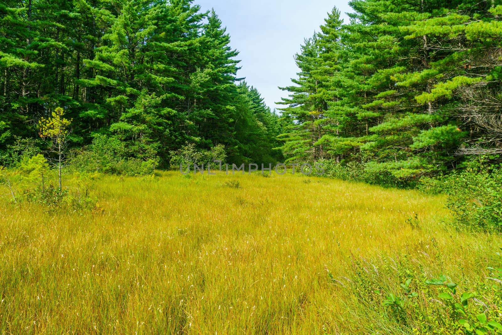 View of trees and forest, in Kejimkujik National Park, Nova Scotia, Canada