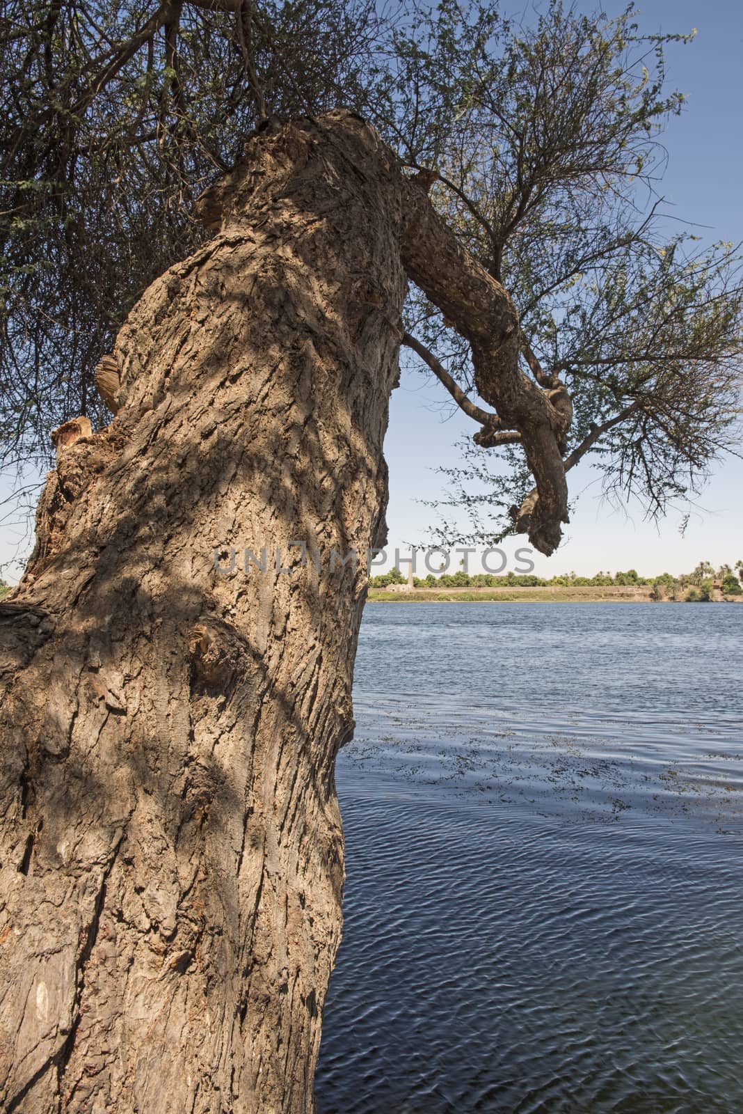 Close-up detail of large curved tree trunk hanging out over wide river water