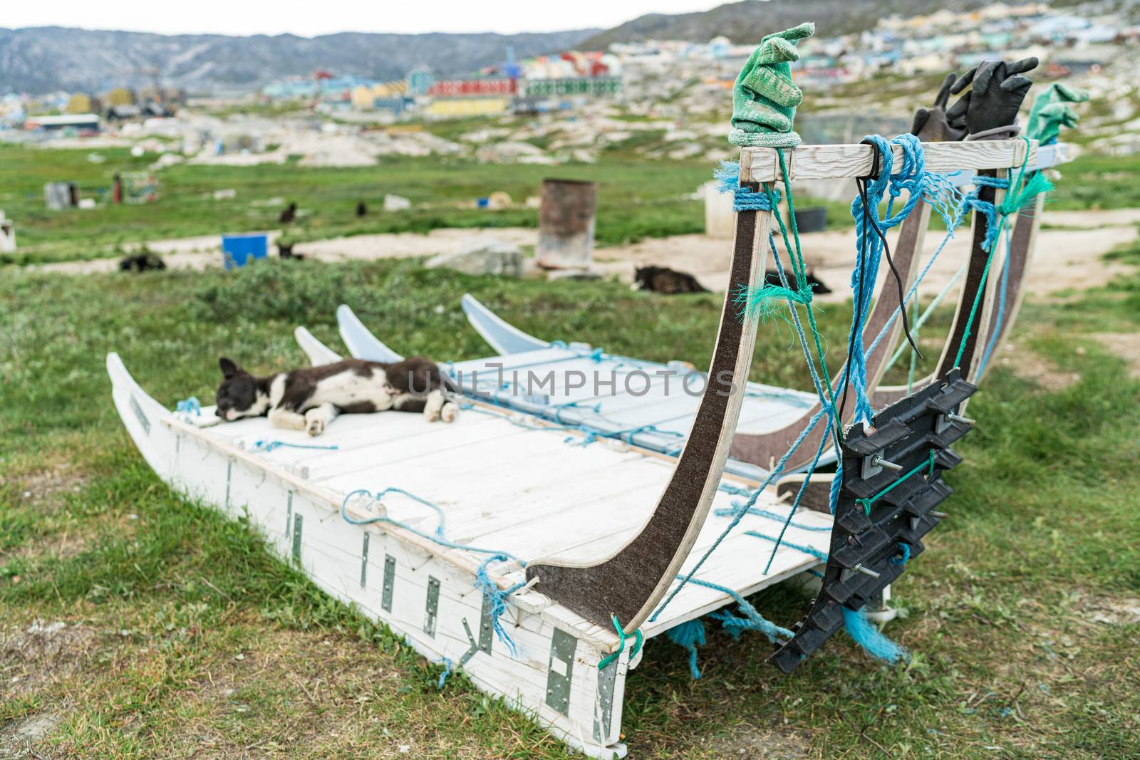 Greenland dog sled and husky sled dog puppy in Ilulissat Greenland. Two dog sleds parked in summer nature landscape on Greenland.