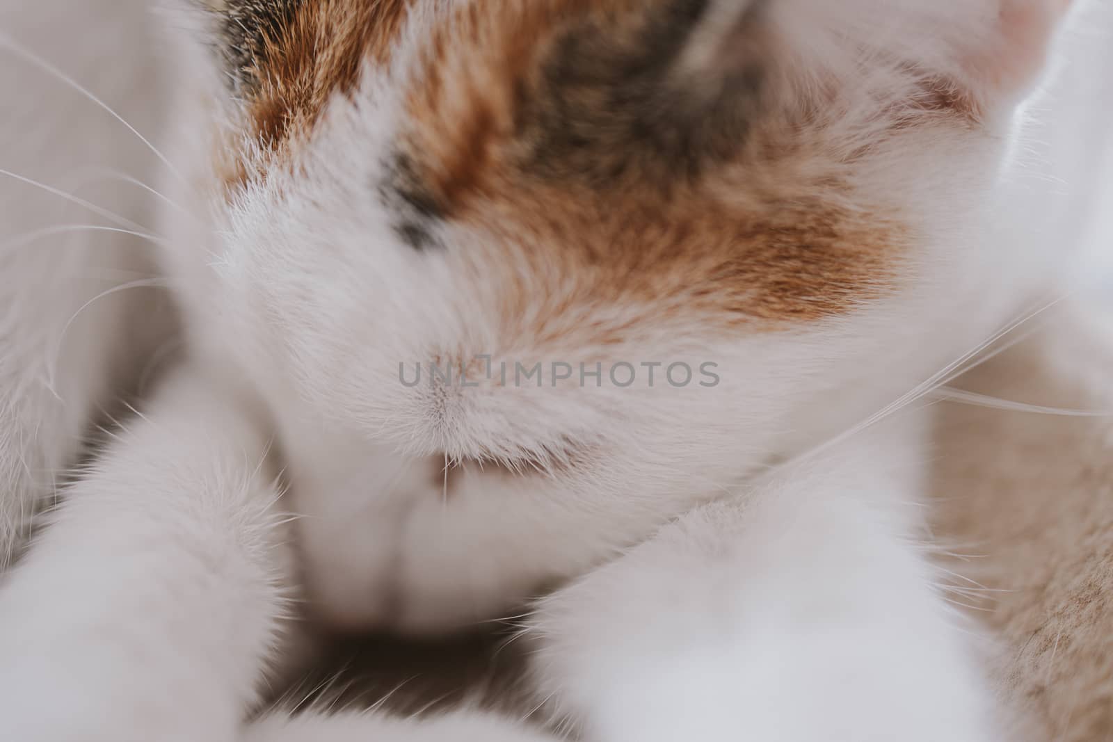 beautiful cute little white-red cat closeup by Lukrecja