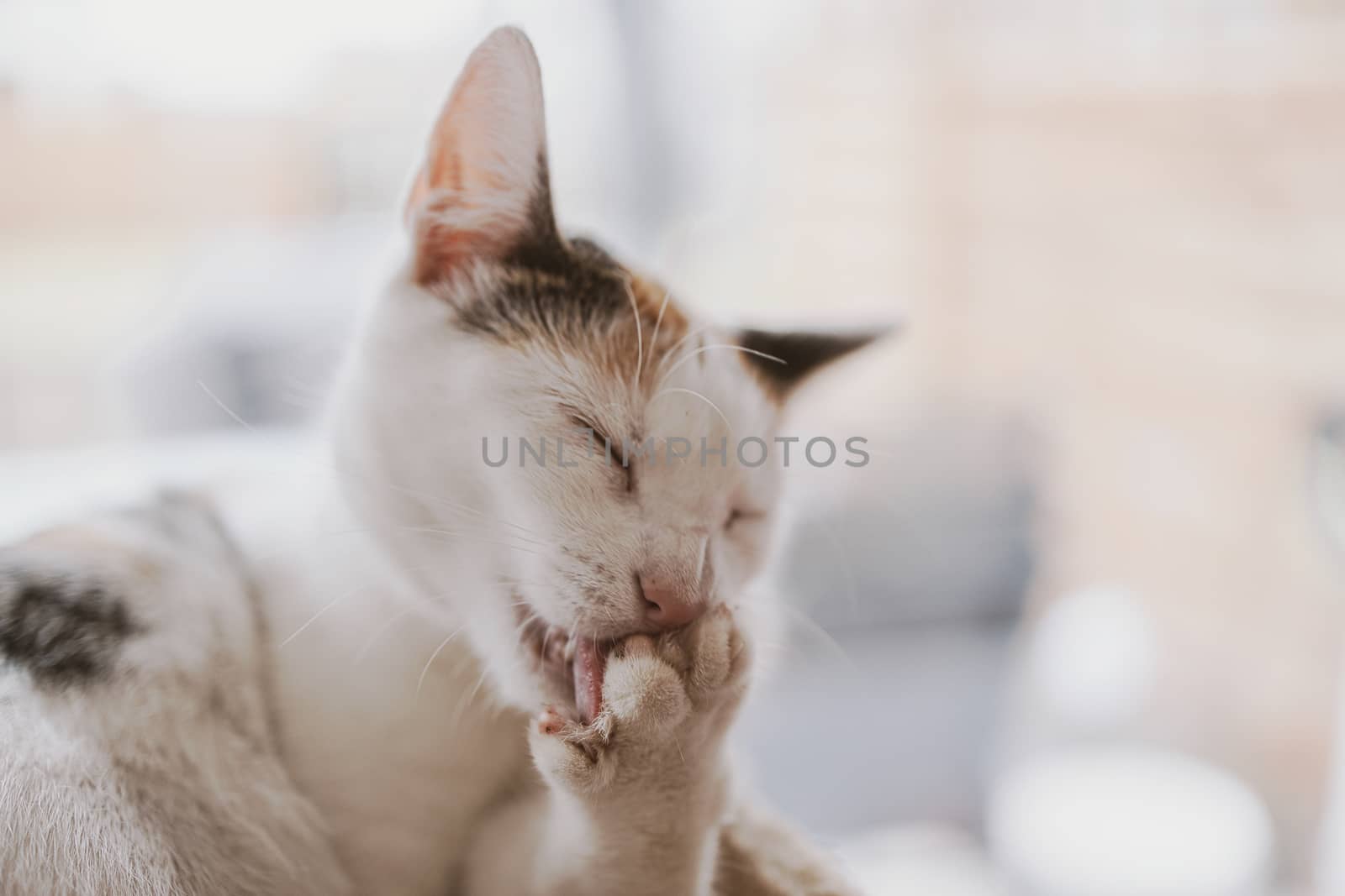beautiful cute little white-red cat closeup by Lukrecja