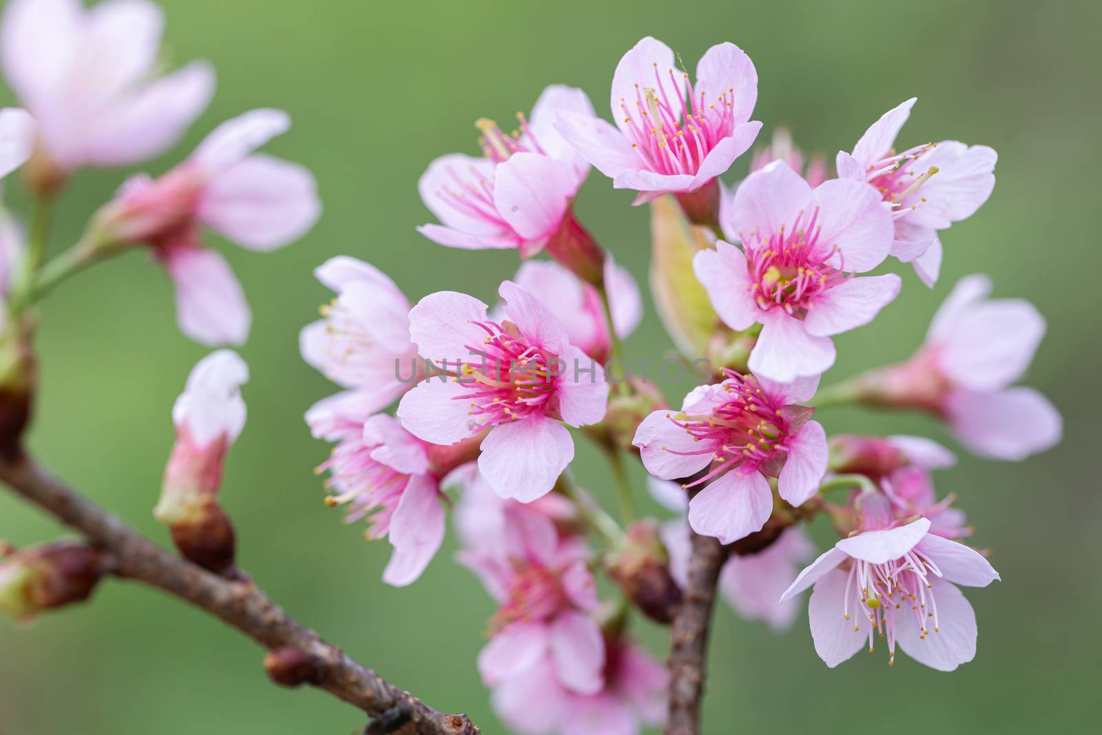 Closeup of Wild Himalayan Cherry (Prunus cerasoides) or thai sakura flower. by phanthit