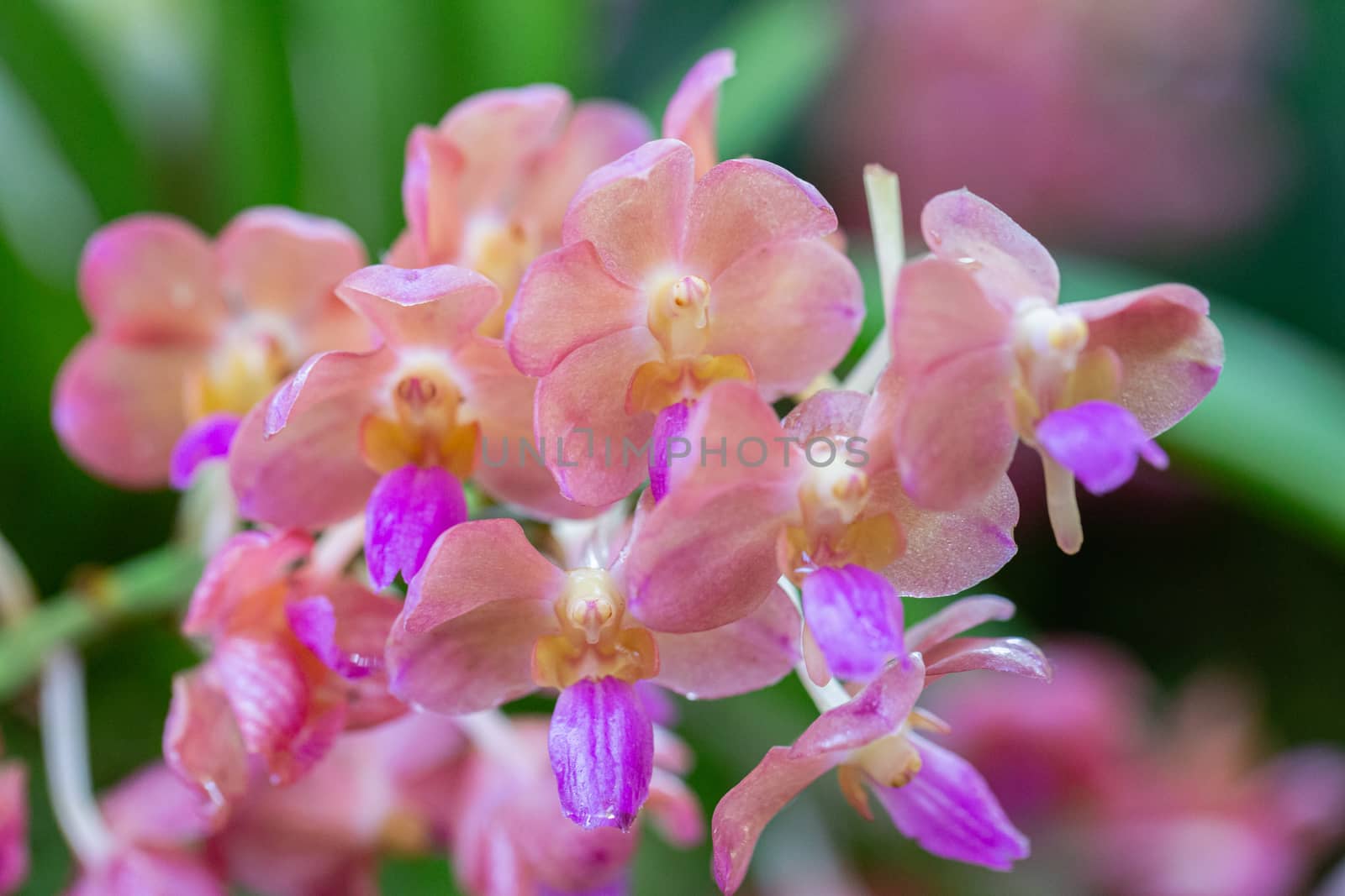 Orchid flower in orchid garden at winter or spring day. Rhynchostylis Orchidaceae. by phanthit
