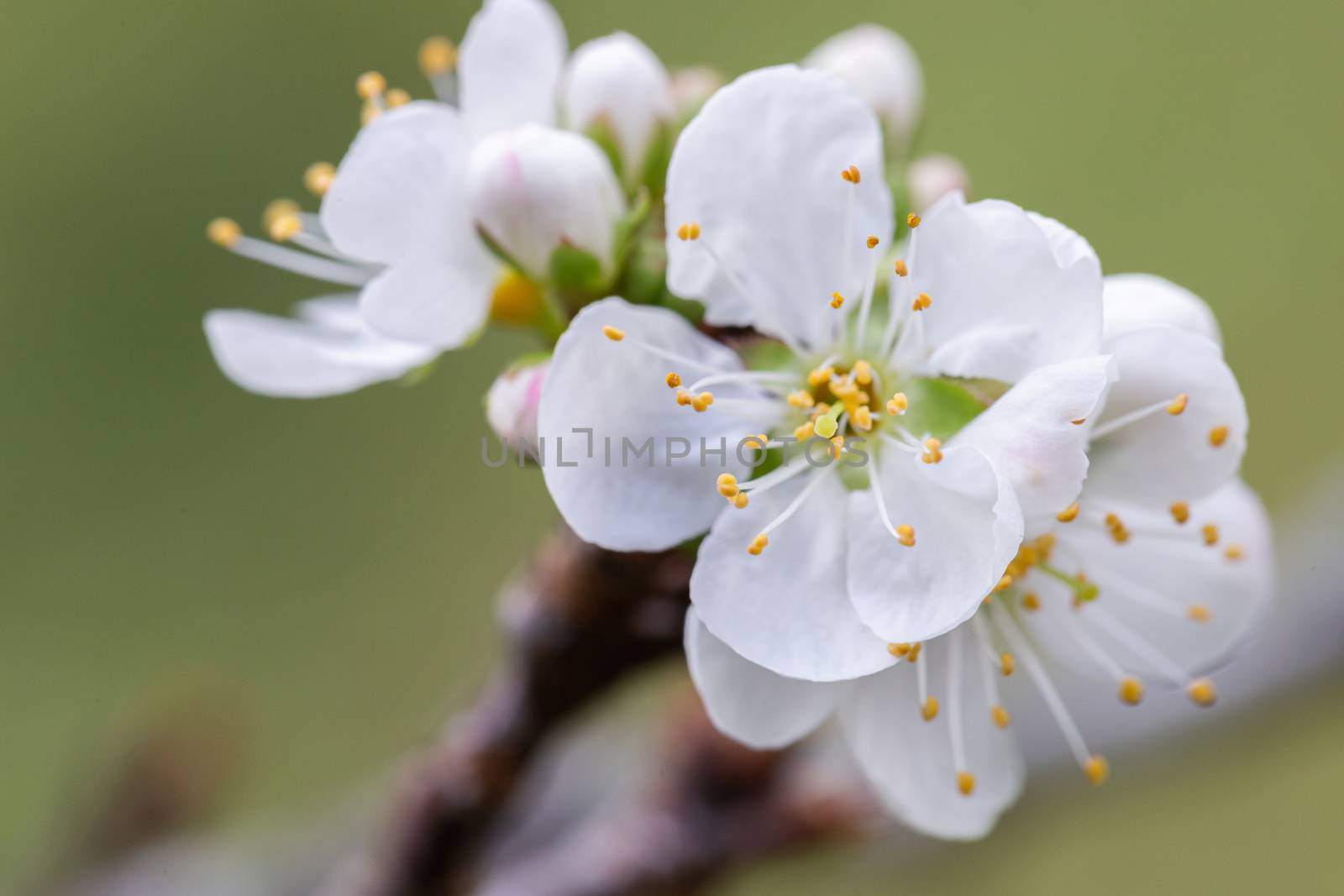 Close up of Chinese plum blooming or Japanese apricot Ume flower. by phanthit