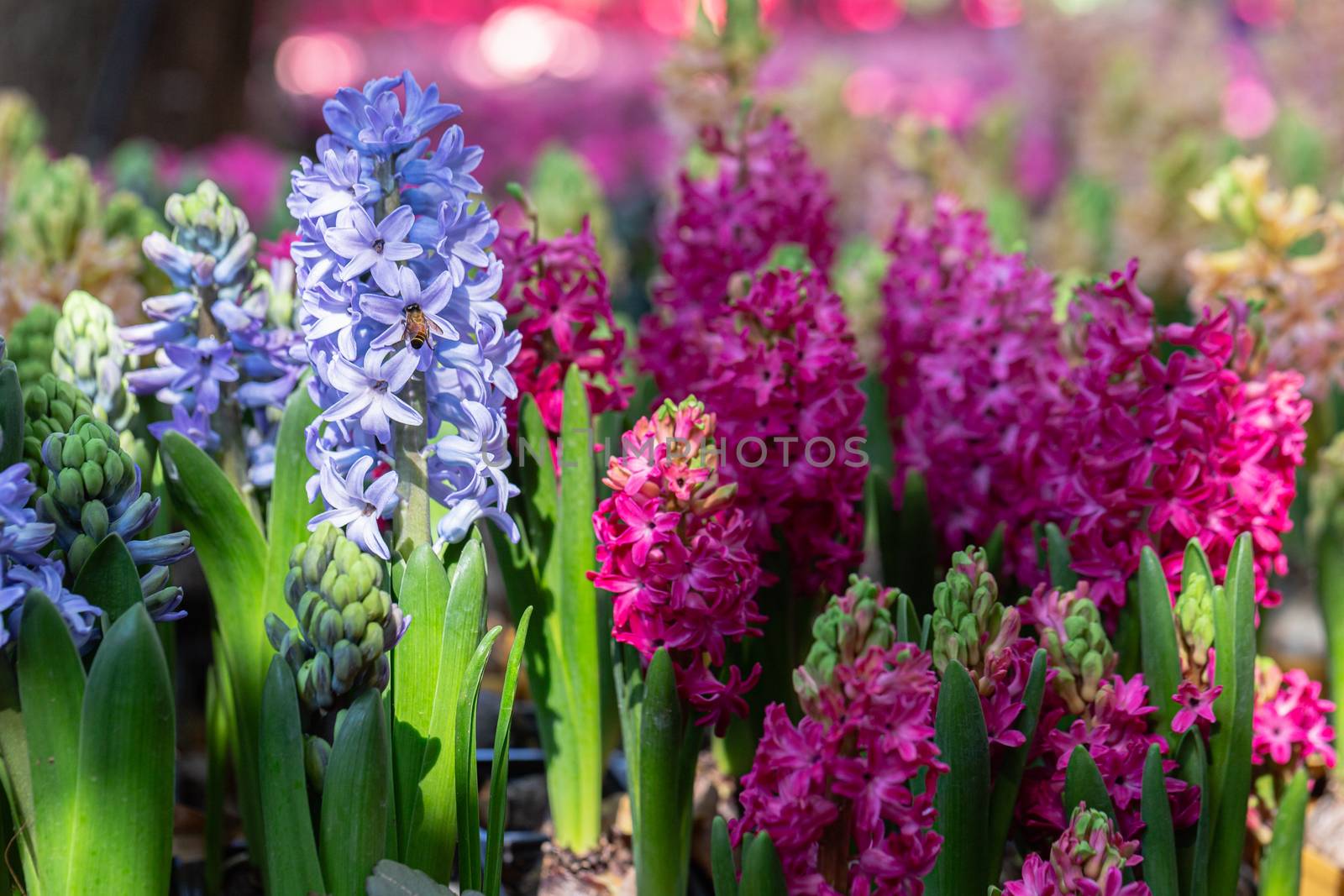 Hyacinth flower in garden at sunny summer or spring day. by phanthit