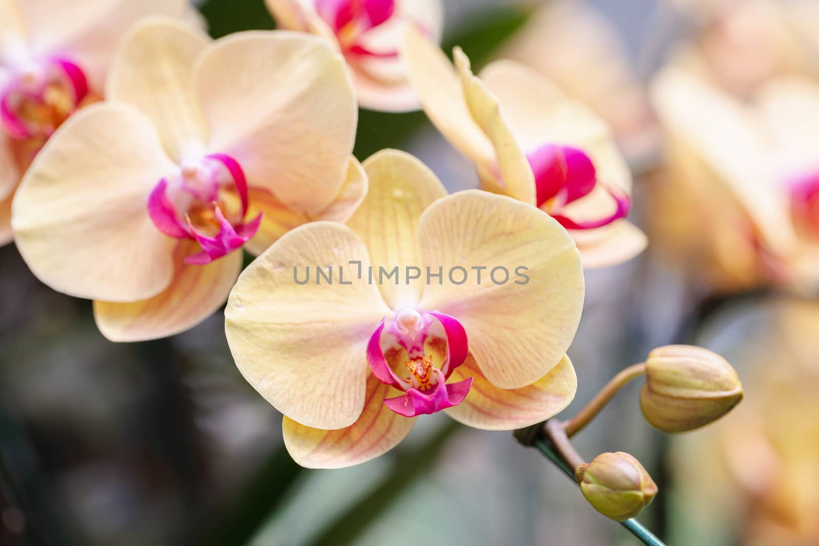 Orchid flower in orchid garden at winter or spring day. Phalaenopsis Orchidaceae. by phanthit