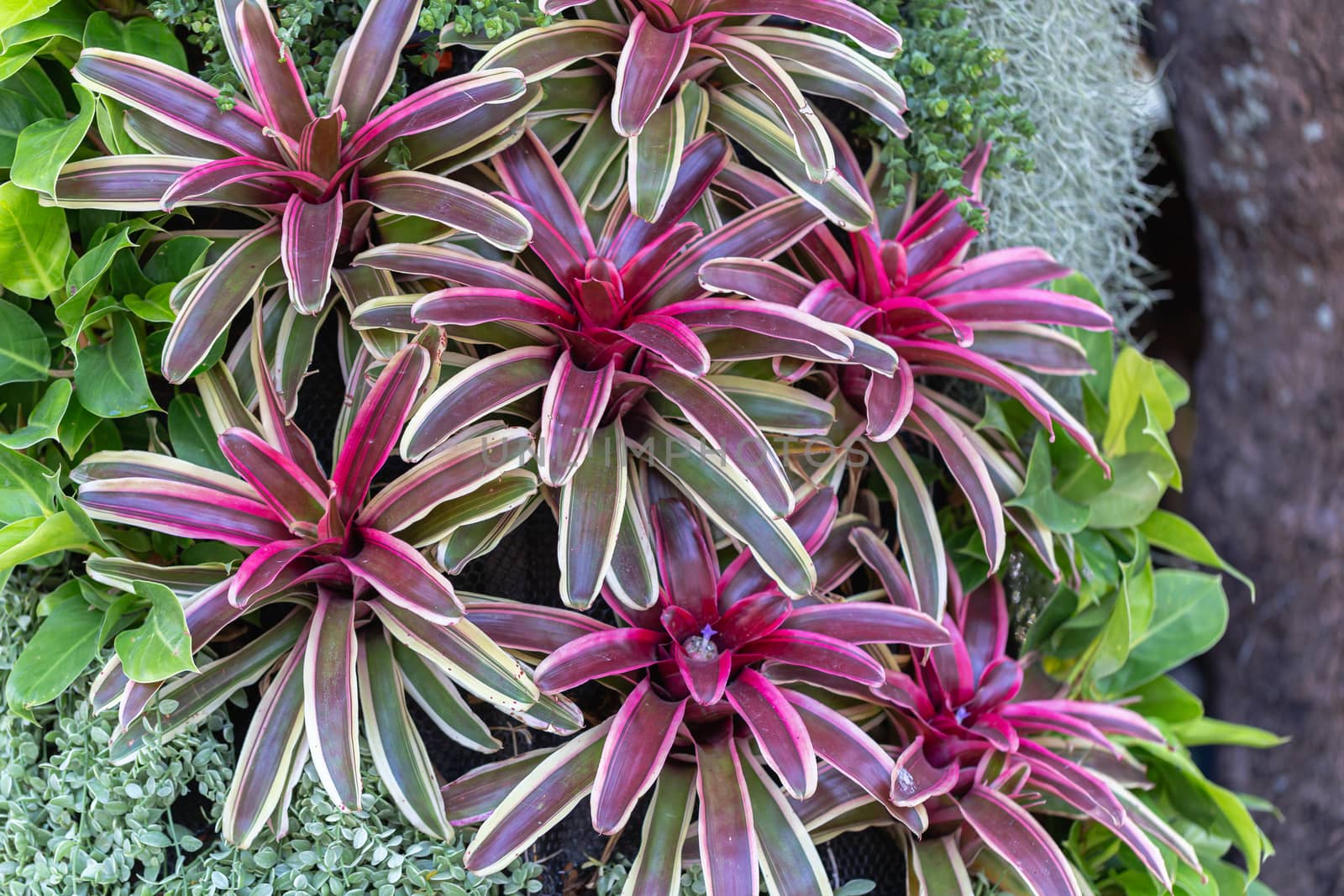 Bromeliad in various color in garden at sunny summer or spring day. by phanthit