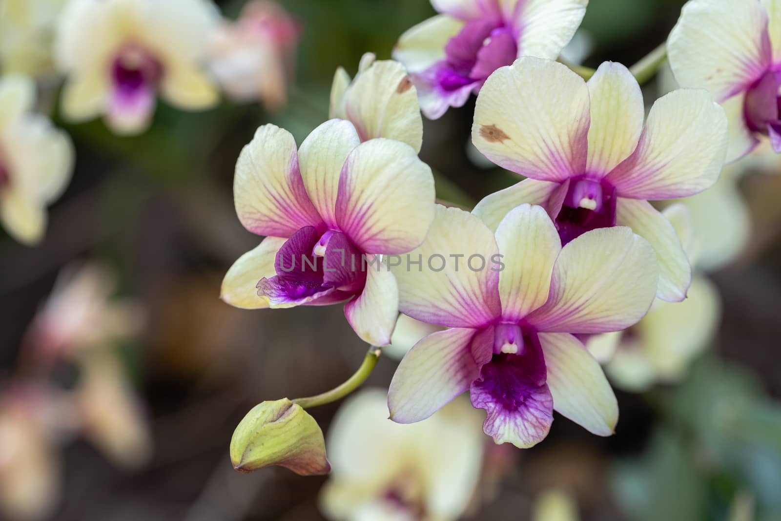 Orchid flower in orchid garden at winter or spring day. Dendrobium Orchidaceae. by phanthit