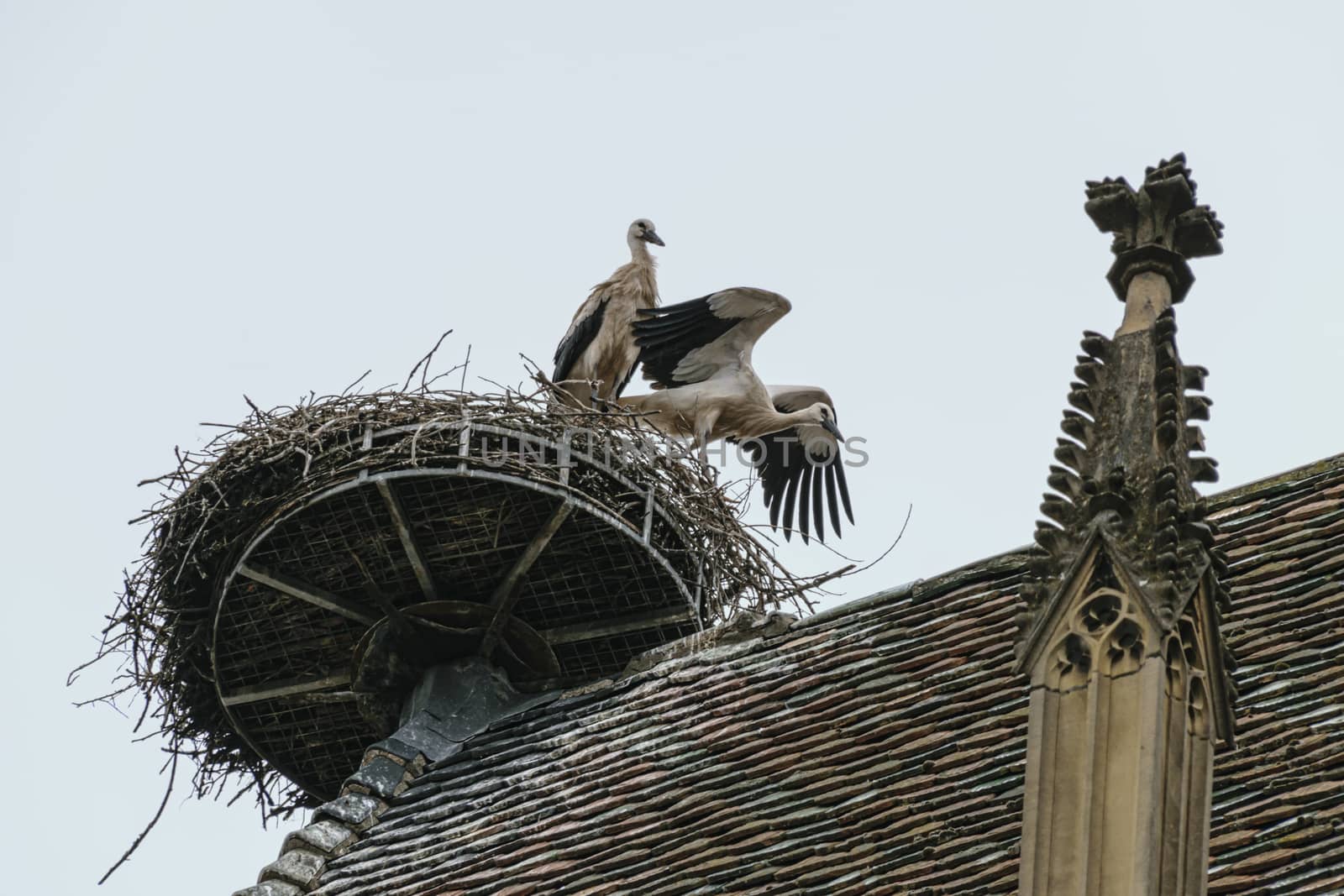 France, Alsace, June 2015: Storks nest on top of a chiurch tower in Colmar