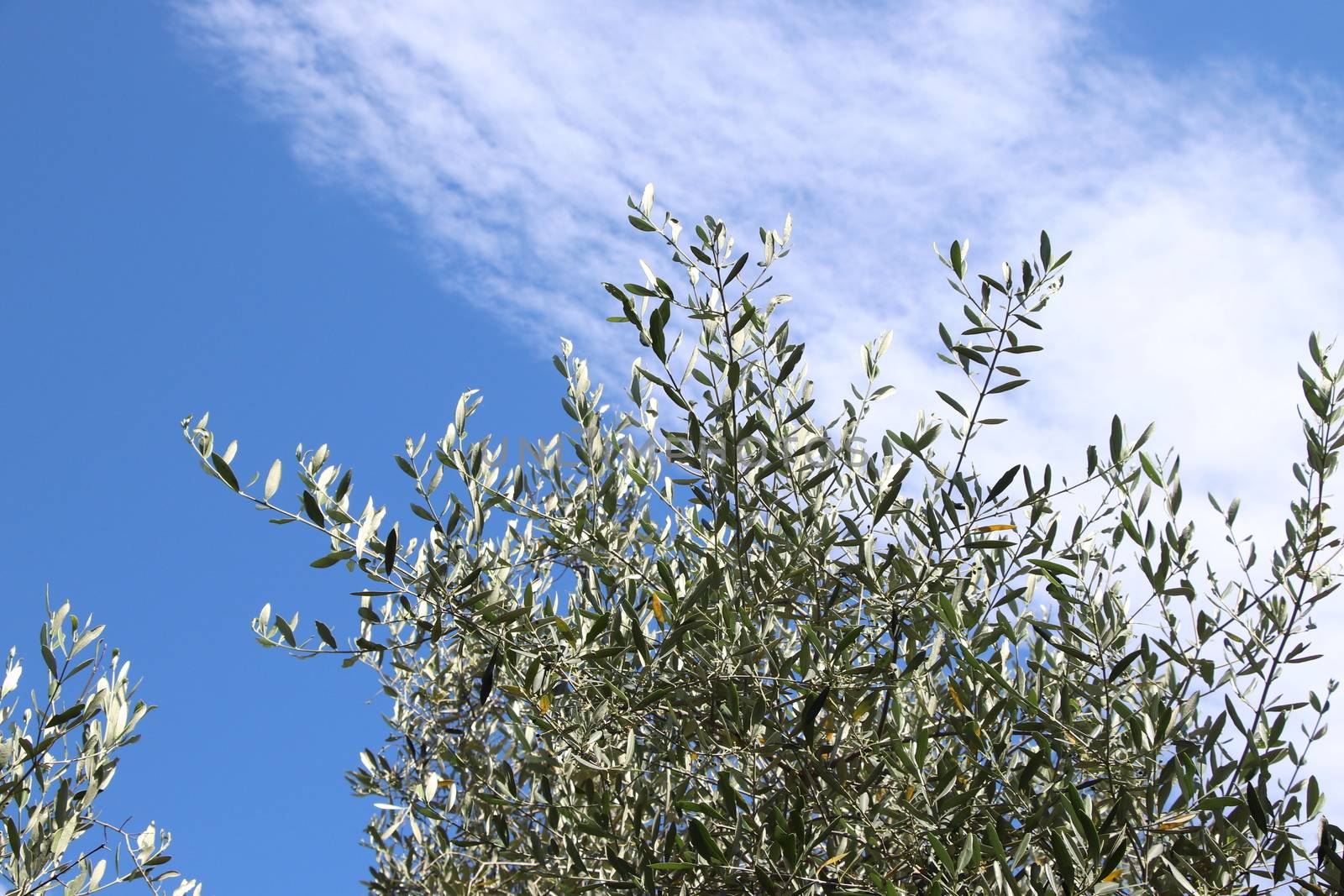 olive grove by marcobir