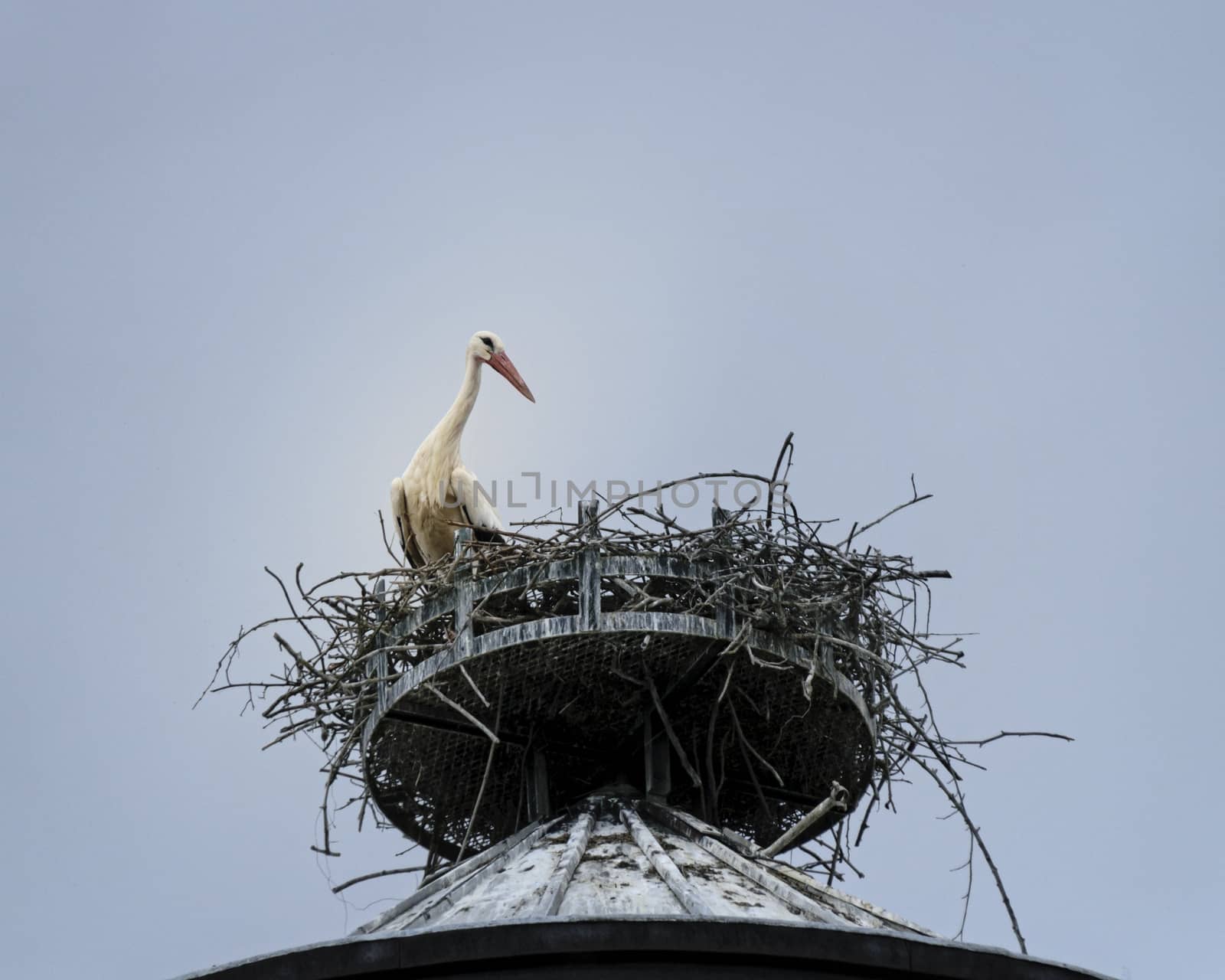 France, Alsace, June 2015: White Stork nesting 