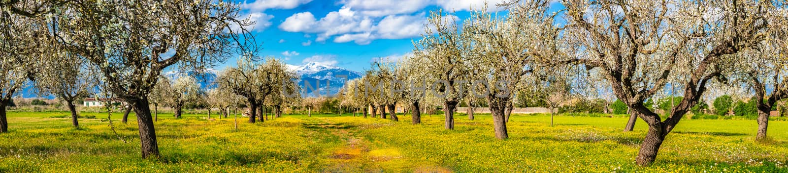Majorca Spain, beautiful panorama of spring landscape with blooming almond trees by Vulcano