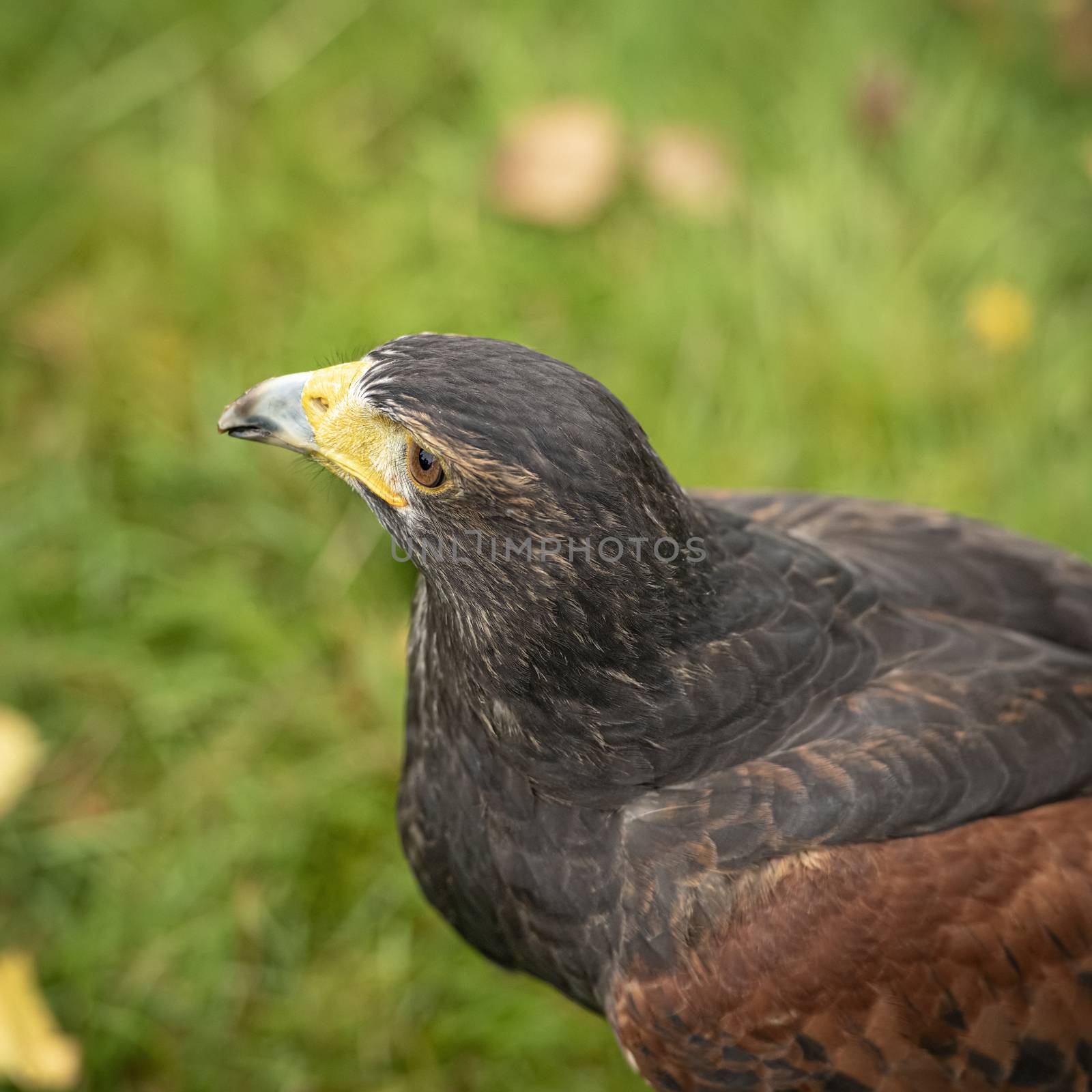 UK, Sherwood Forrest, Nottinghamshire  Birds of Prey Event -  October 2018: Harris Hawk in captivity