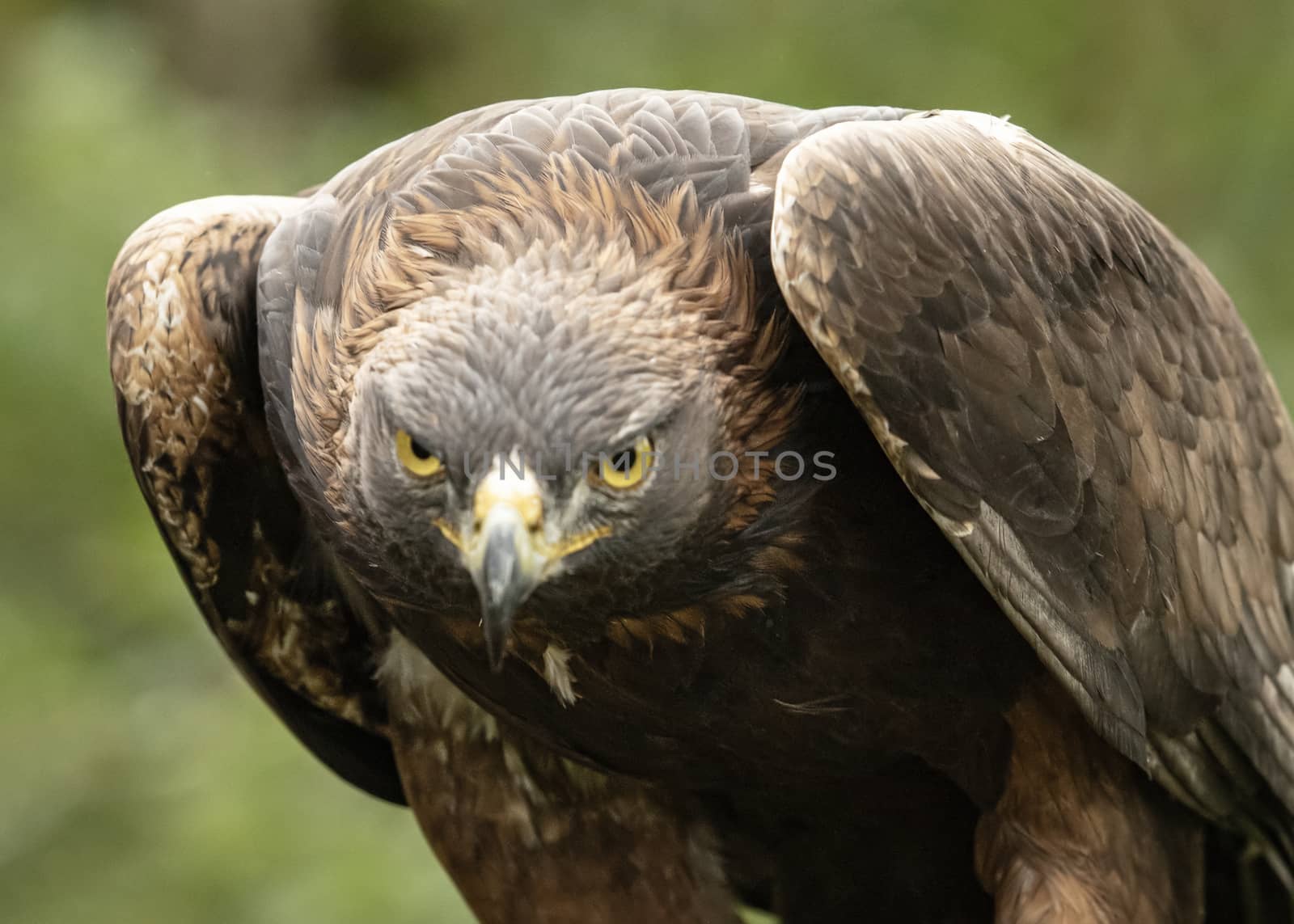 UK, Sherwood Forrest, Nottinghamshire Birds of Prey Event - October 2018: This Golden Eagle in part of a breeding & conservation program in the UK