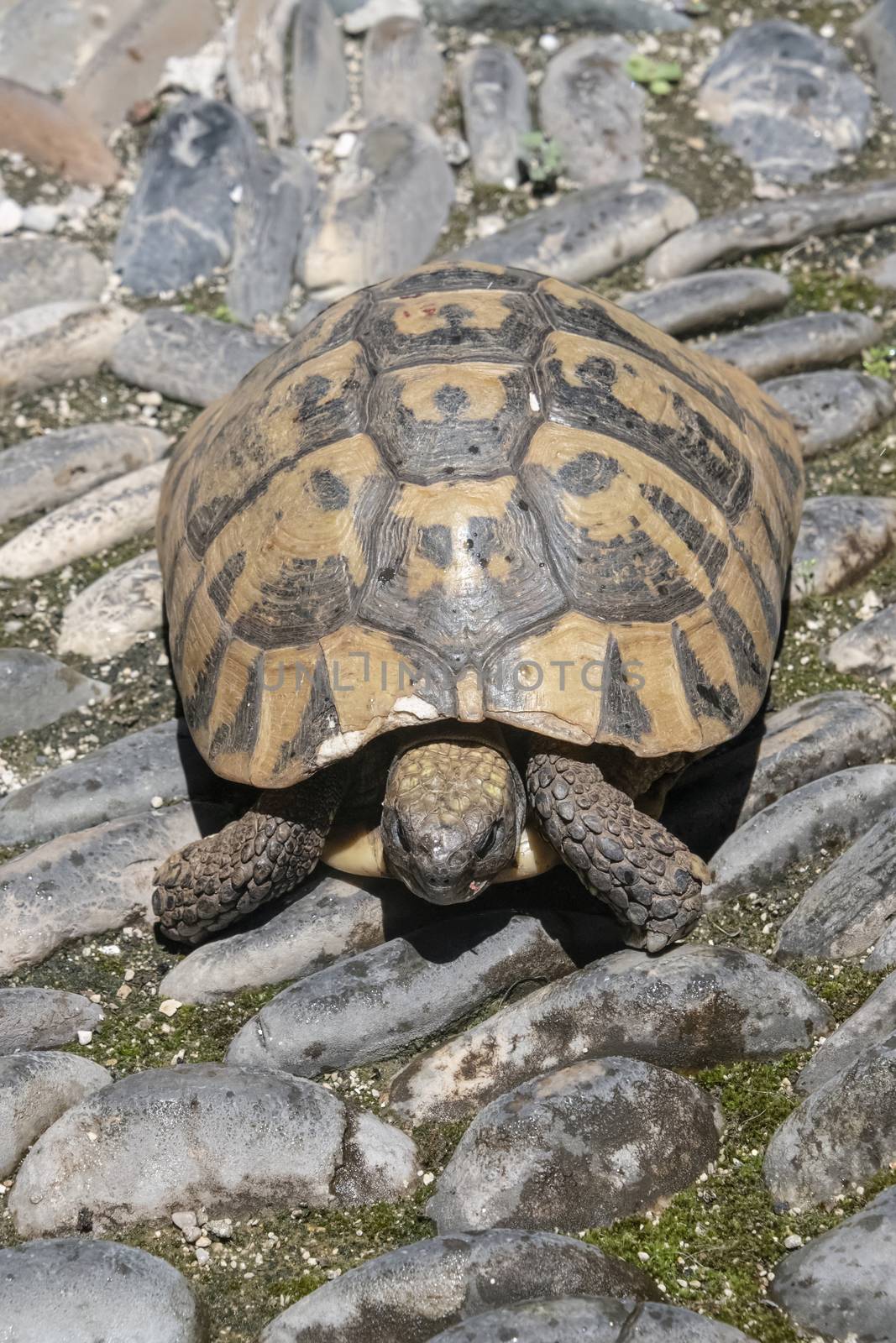 Bosnia and Herzegovina, Mostar - June 2018: Tortoise walking along cobbled street 