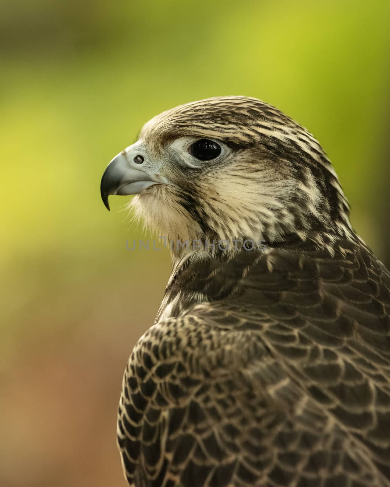 UK, Sherwood Forrest, Nottinghamshire  Birds of Prey Event - October 2018: Juvenile Gyr Peregrine in captivity. The name Gyrfalcon may be a hybrid of the Old High German word gir, meaning vulture, and the Latin falx, a farm tool with a curved blade, a reference to the bird’s hooked talons.